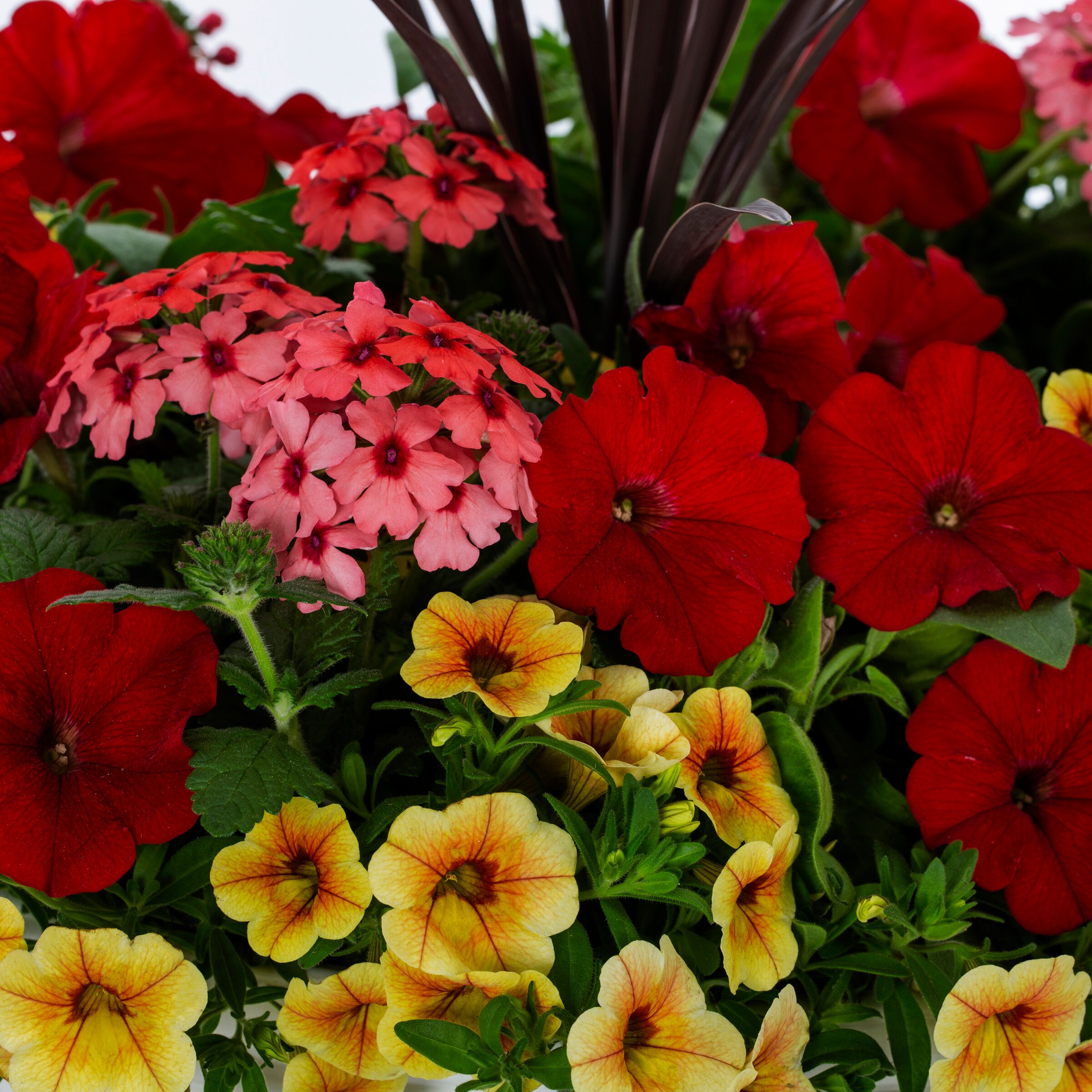 Lowe's NURSERY annuals - View #2