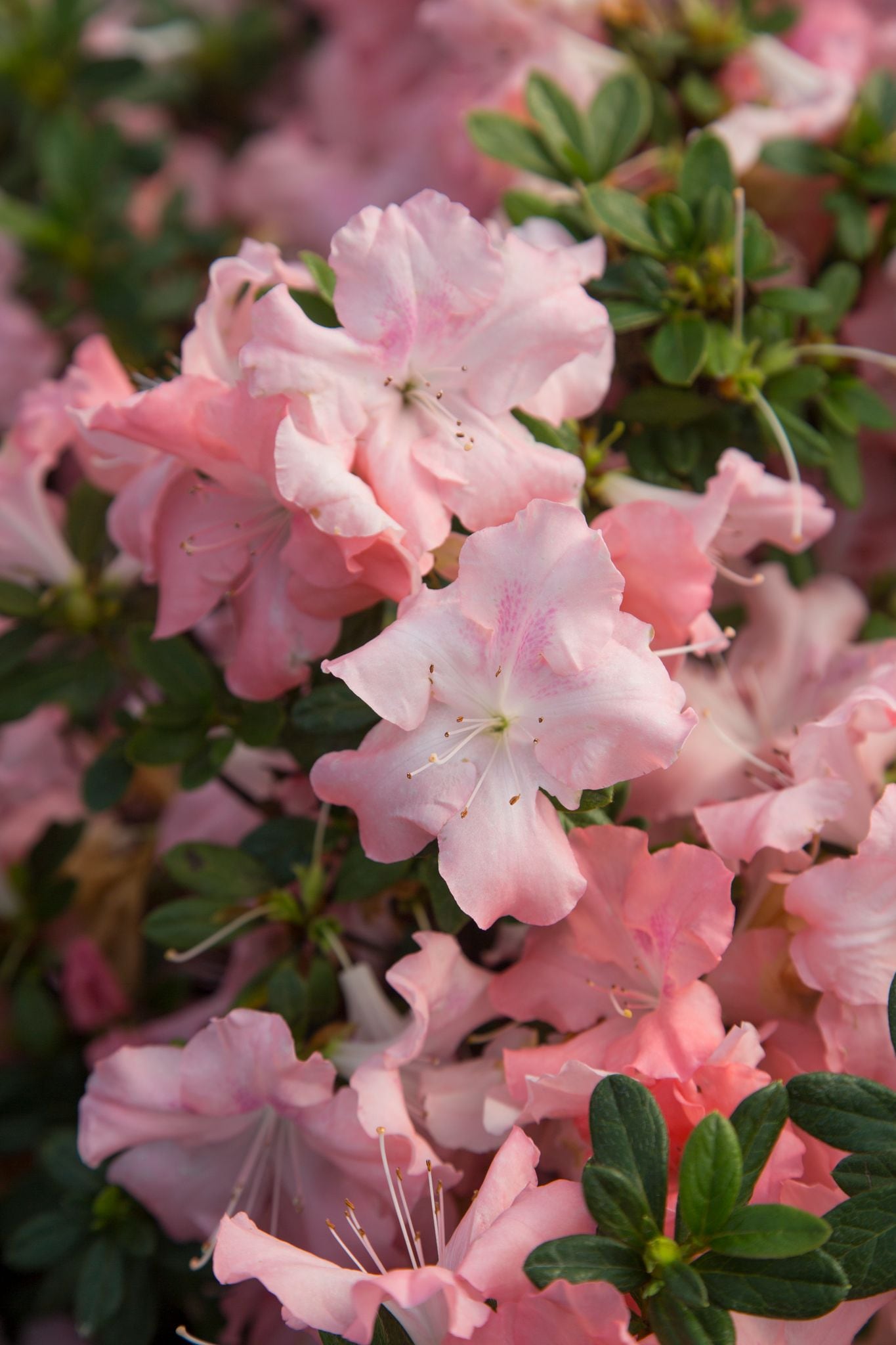 Encore Azalea 80591-1 shrubs - View #4