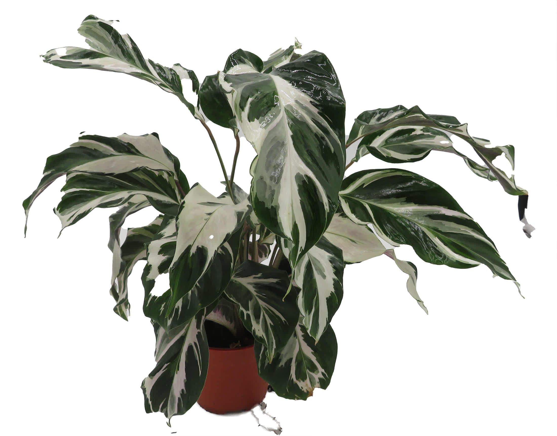 Hirt's Gardens Calathea Stella - Prayer Plant - Calathea