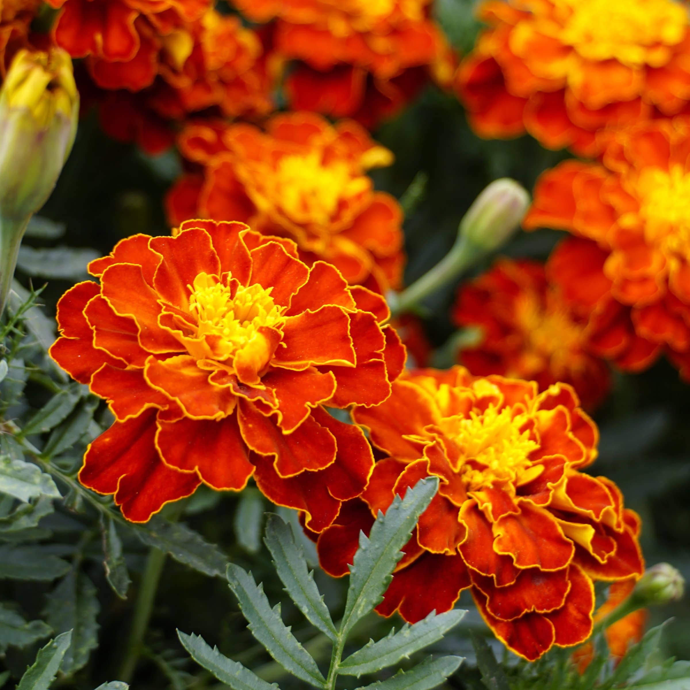 National Plant Network LW2583 Orange Marigold Pollinator Seed Grow Kit in 3.5 Inch(es) Plantable container 1 -Pack