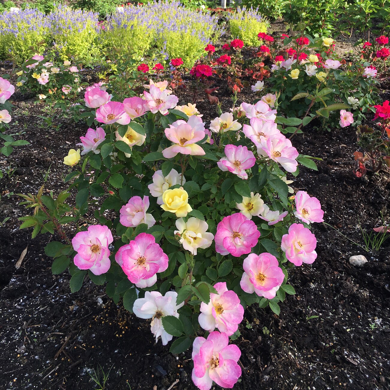 Van Zyverden 82947 Multicolor Rosa Peach Lemonade Bulbs 1 Count