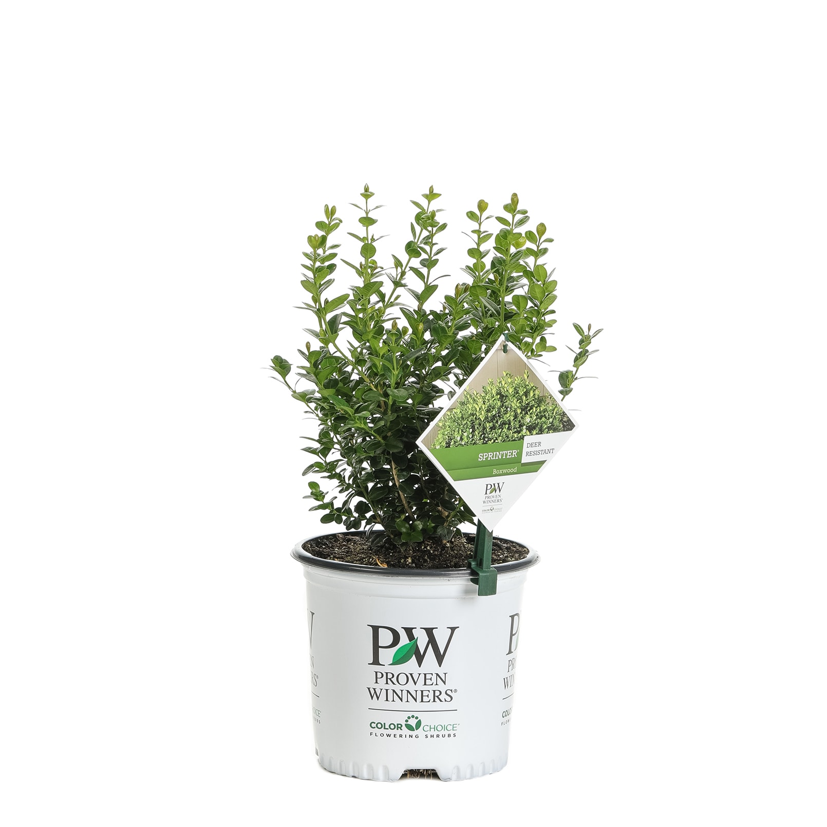 Short/Medium Bush - Badgersett Hazelnut PLANTS, Proptek 1/3 Gallon