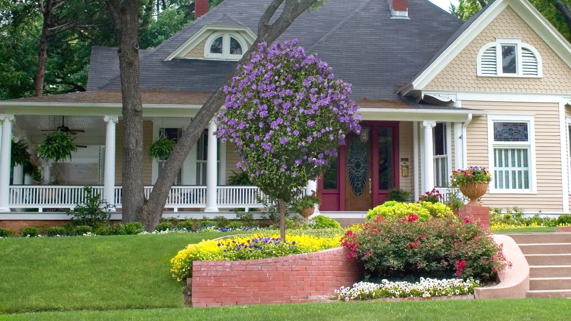 National Plant Network LW1670 shrubs - View #3