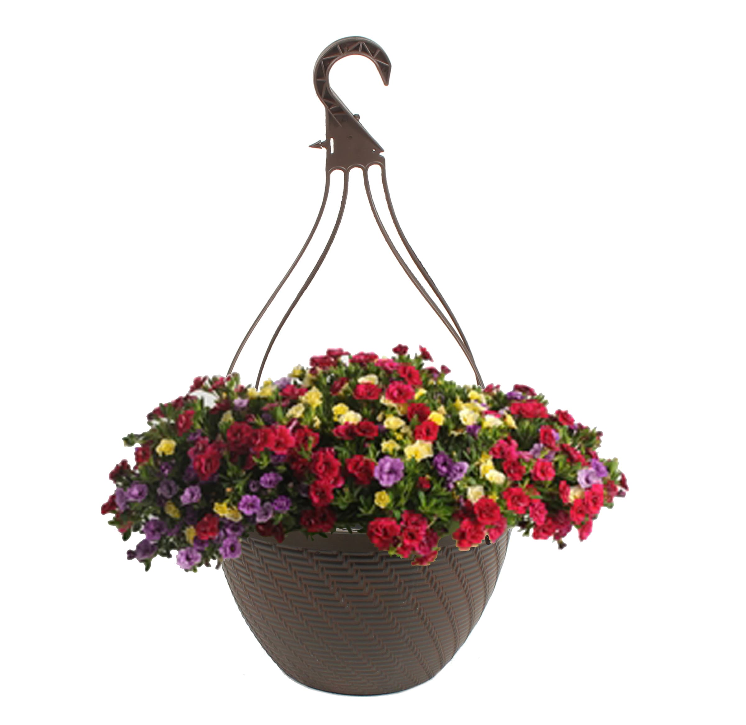 Lowe's Multicolor Combo in 2-Gallon Hanging Basket in the Annuals ...