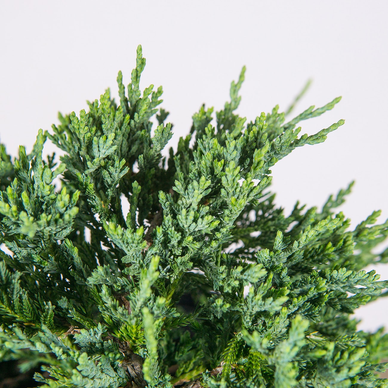 Perfect Plants LOBLUERUGJUNIPER1G shrubs - View #4