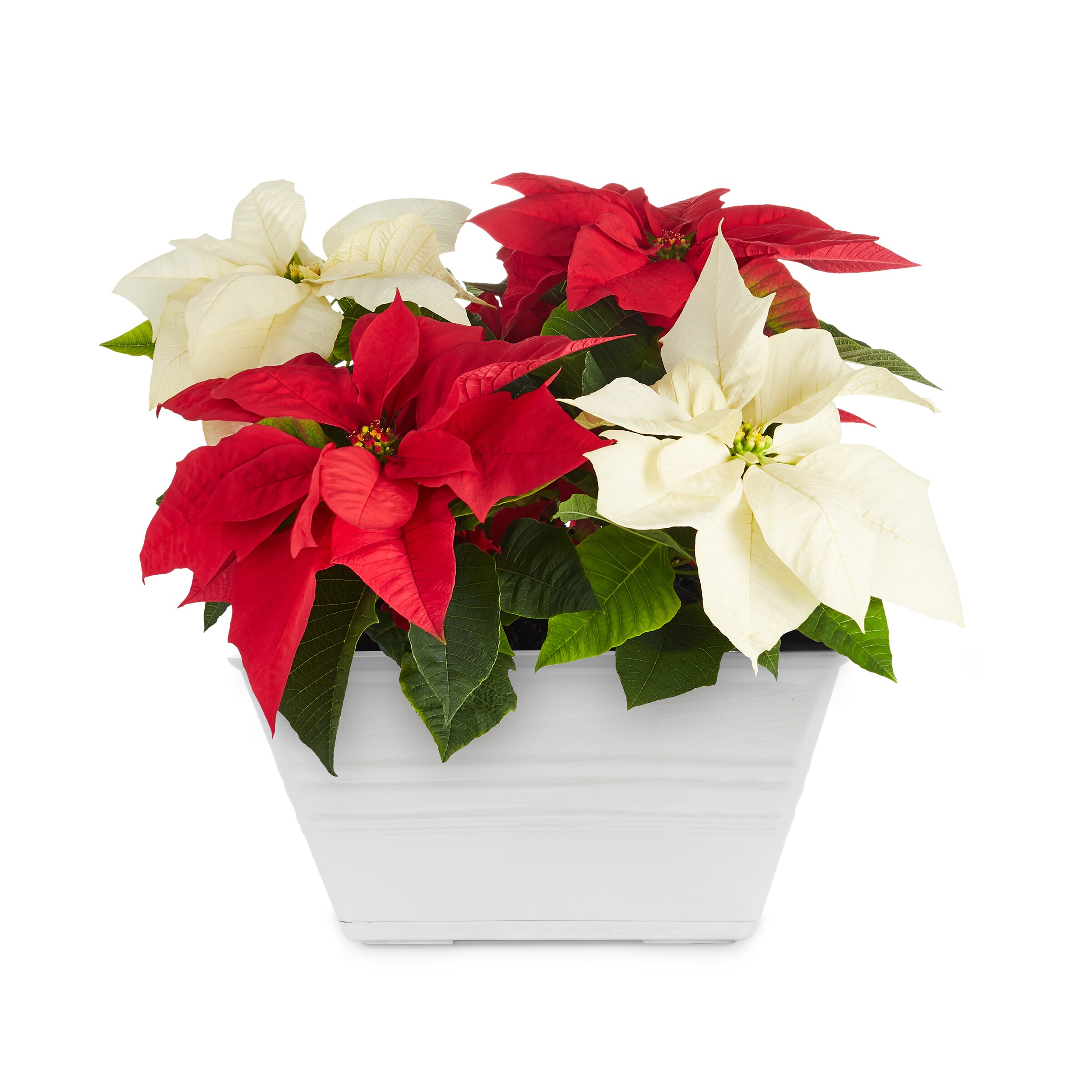 Festive Santa Pants Poinsettia Flower Pots