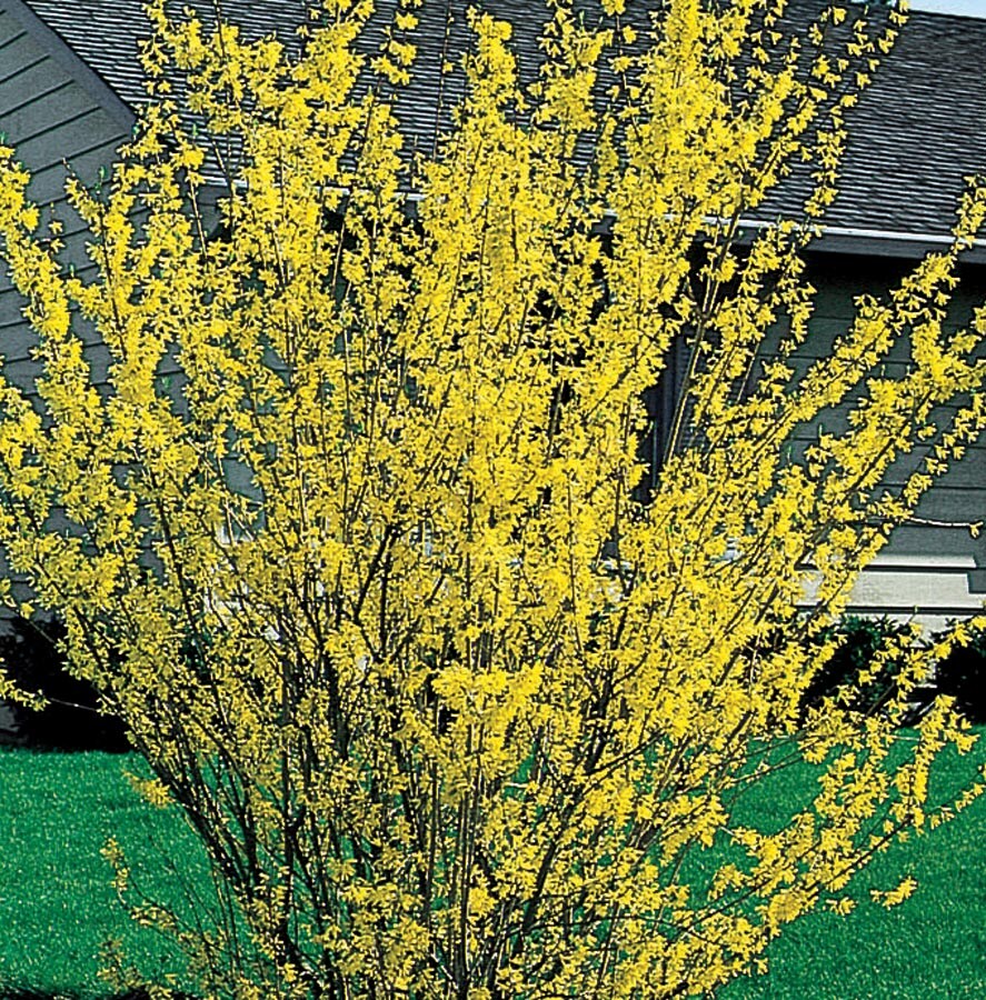  NURSERY Yellow Forsythia Flowering Shrub In Pot (With Soil)