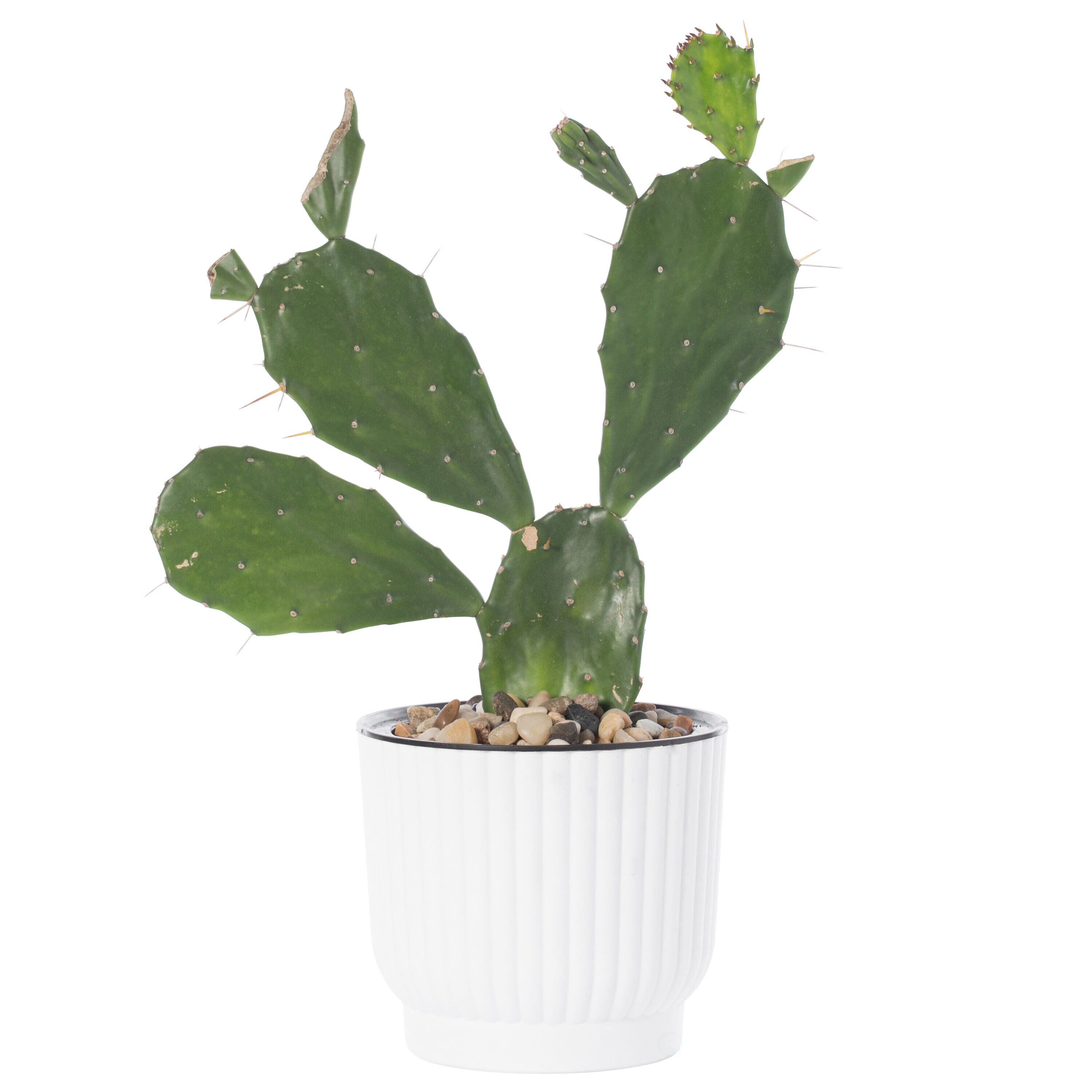 Gardenised QI003985.6 Planter-Window-Box - View #9