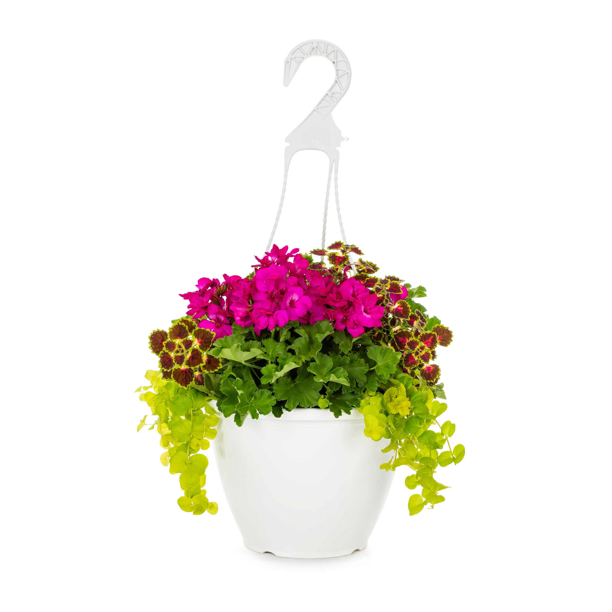 Lowe's Multicolor Geranium In 2-gallon Hanging Basket In The Annuals 