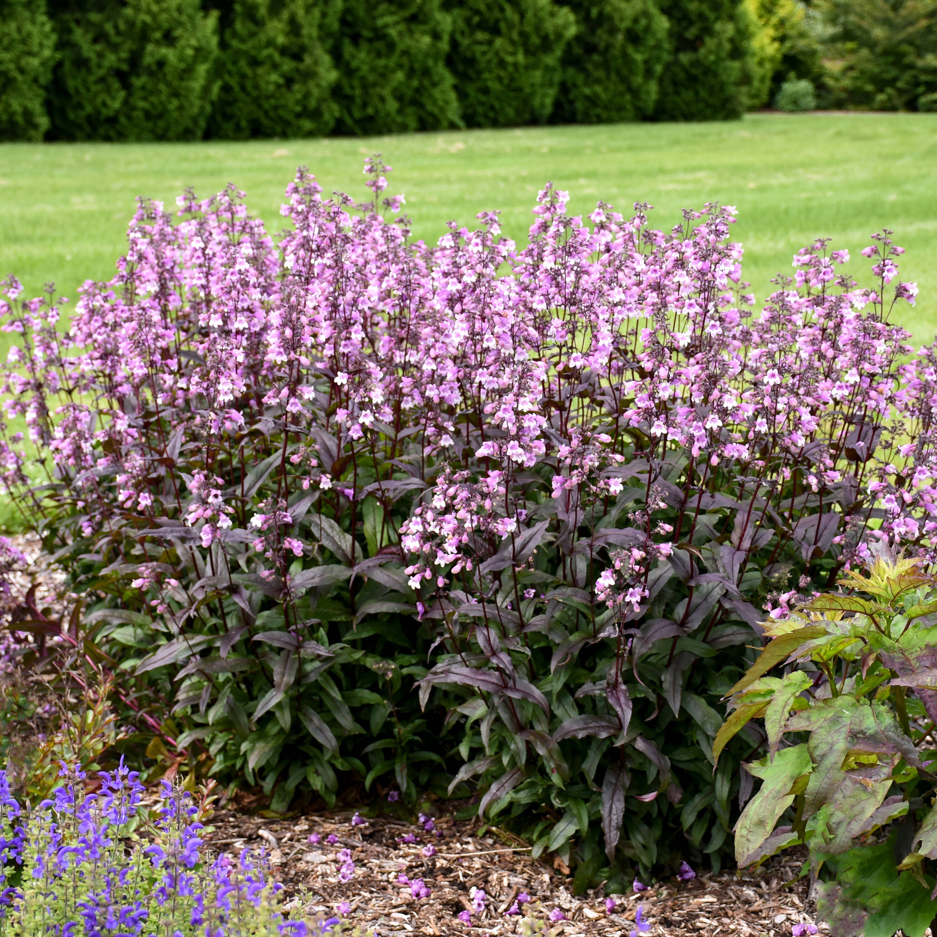 Proven Winners PNSPWP2006102 perennials - View #6