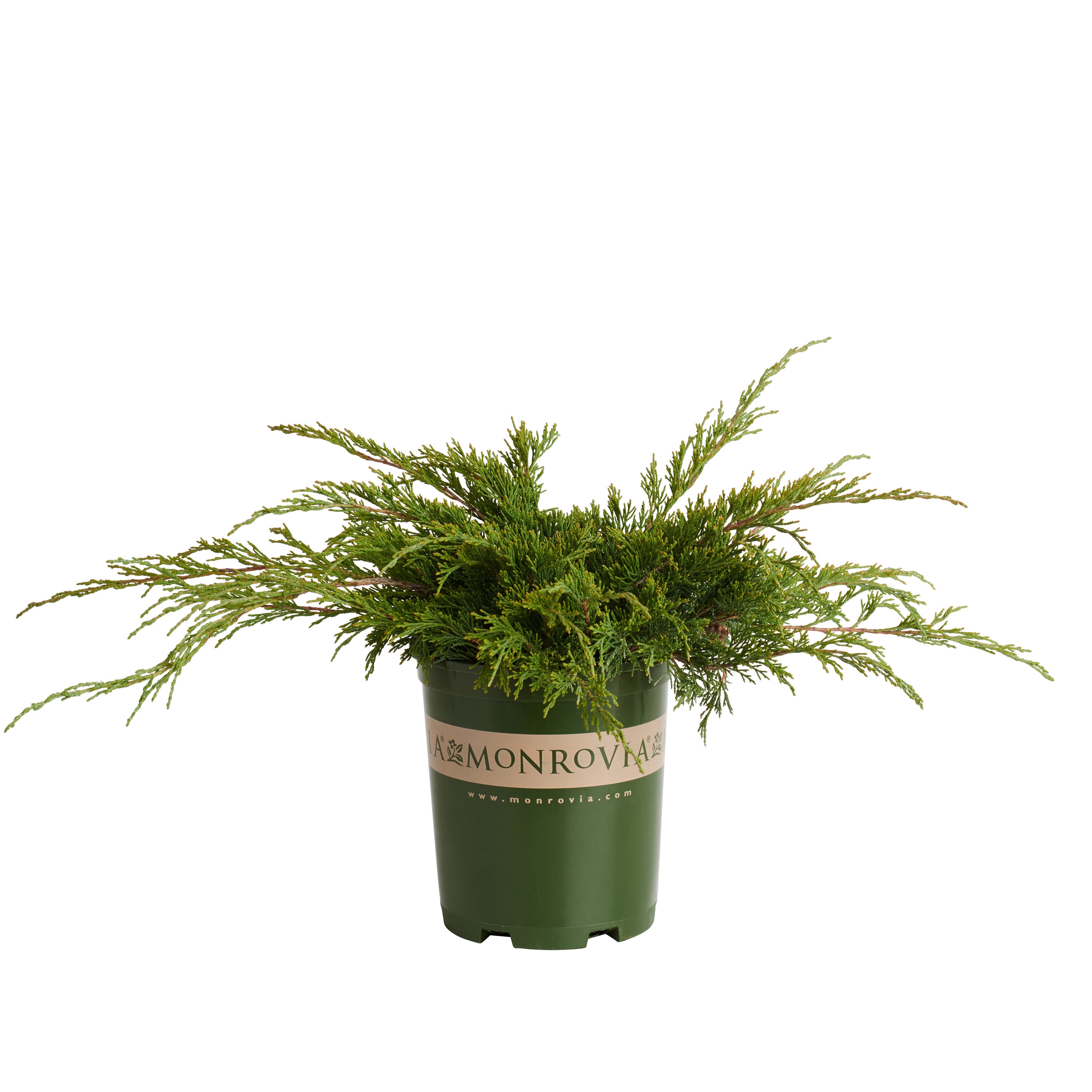 Monrovia KT10505175000100000 Calgary Carpet Juniper Foundation/Hedge Shrub in 2.6 -Quart Pot 1 -Pack