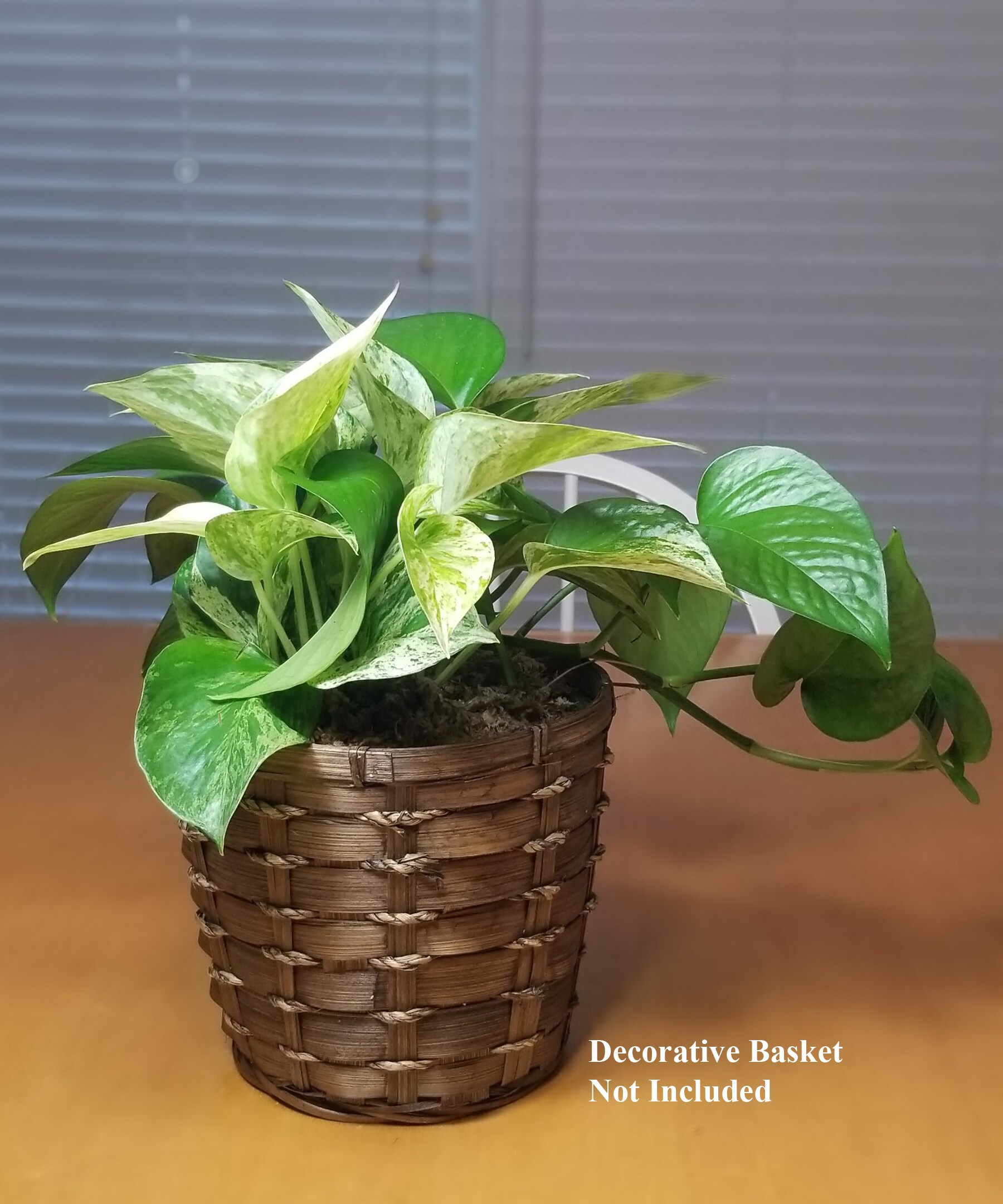 2PKMARPOTL hseplants - View #2