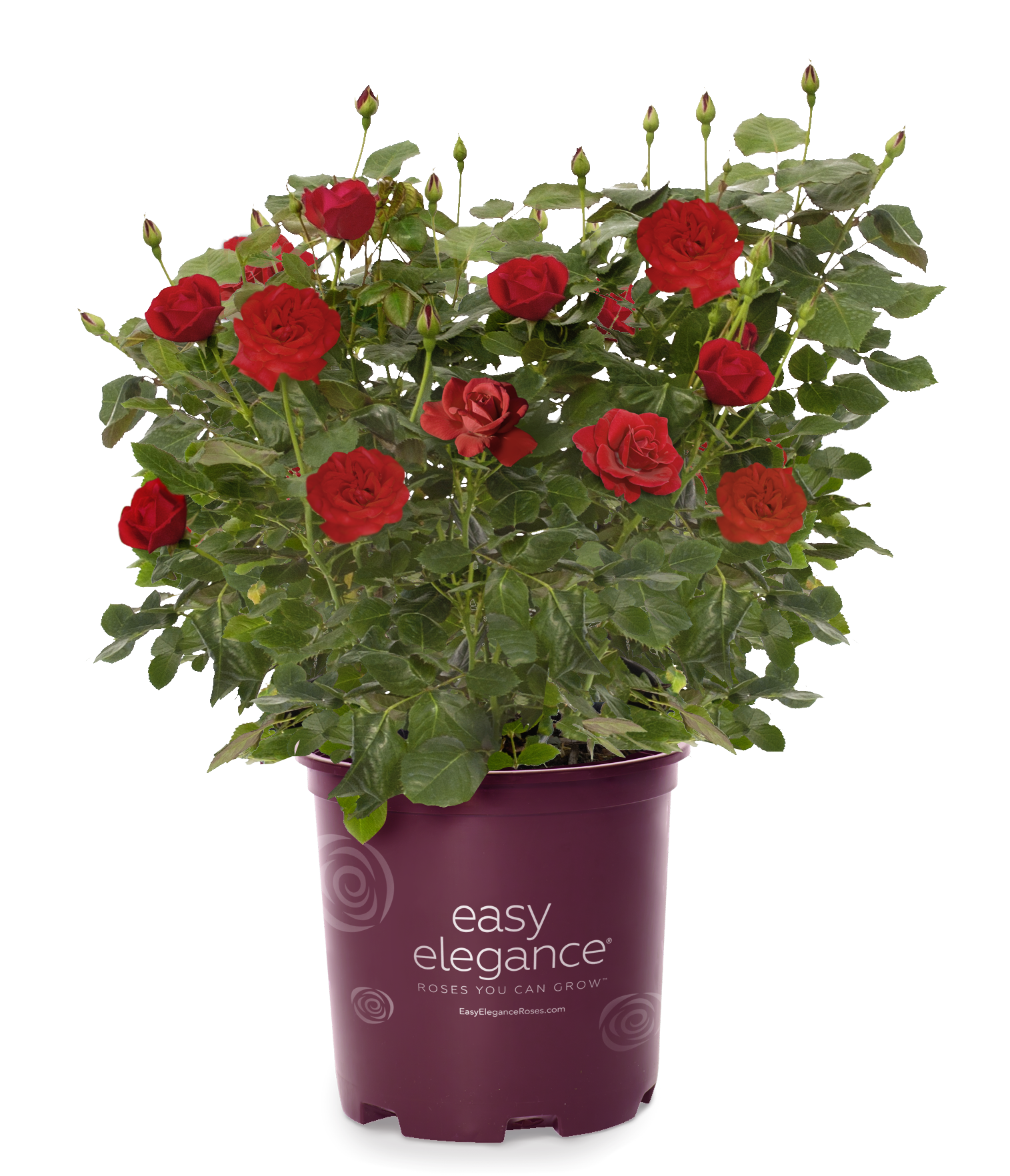 Lowe's NURSERY Red Super Hero Rose 2 -Gallon 1 -Pack in Pot