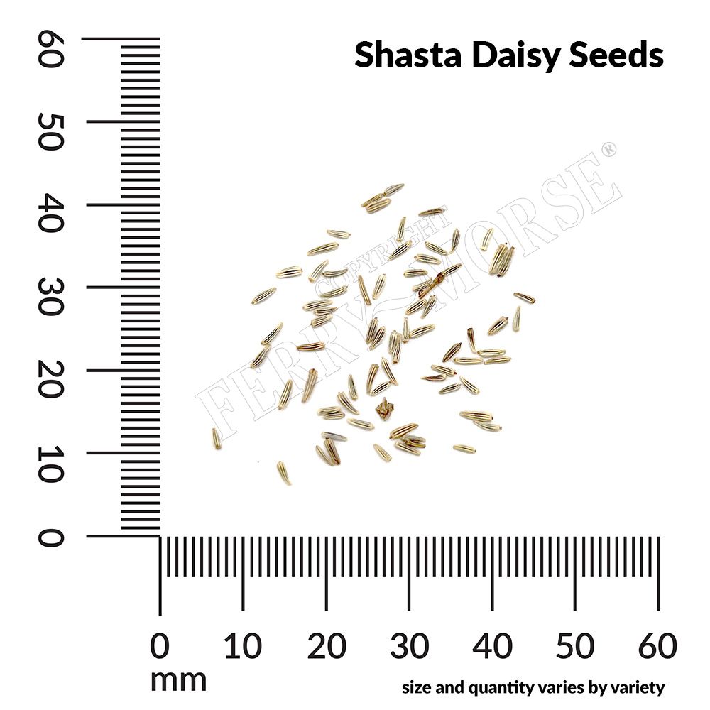 Ferry-Morse LC25.6461 seeds - View #4