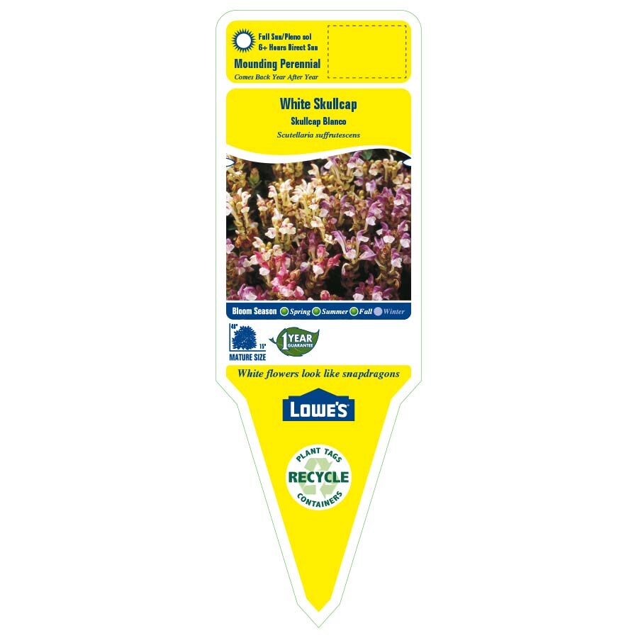 Lowe's NURSERY perennials - View #2