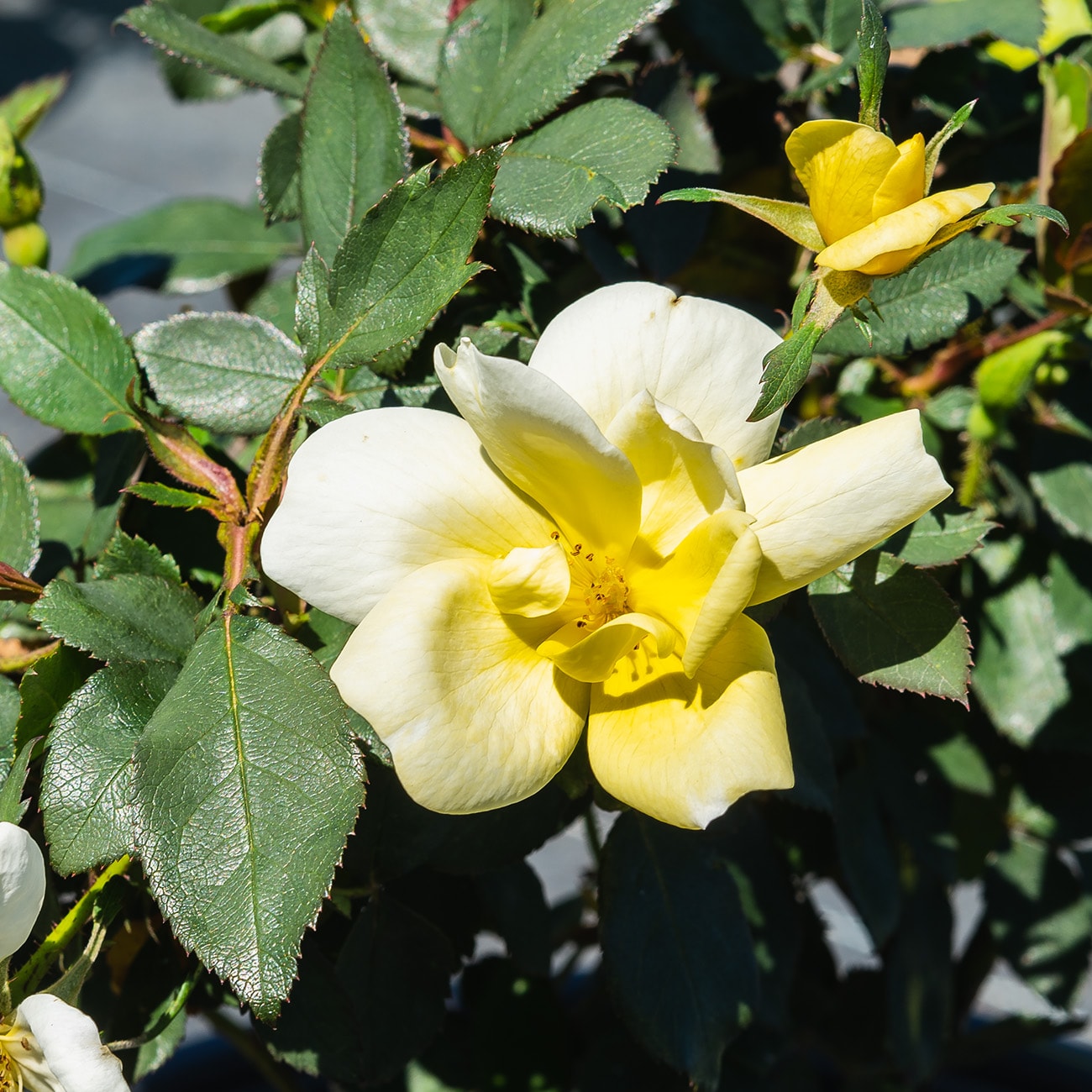 Perfect Plants Yellow Popcorn Drift Rose 1-Gallon in Pot in the Roses ...