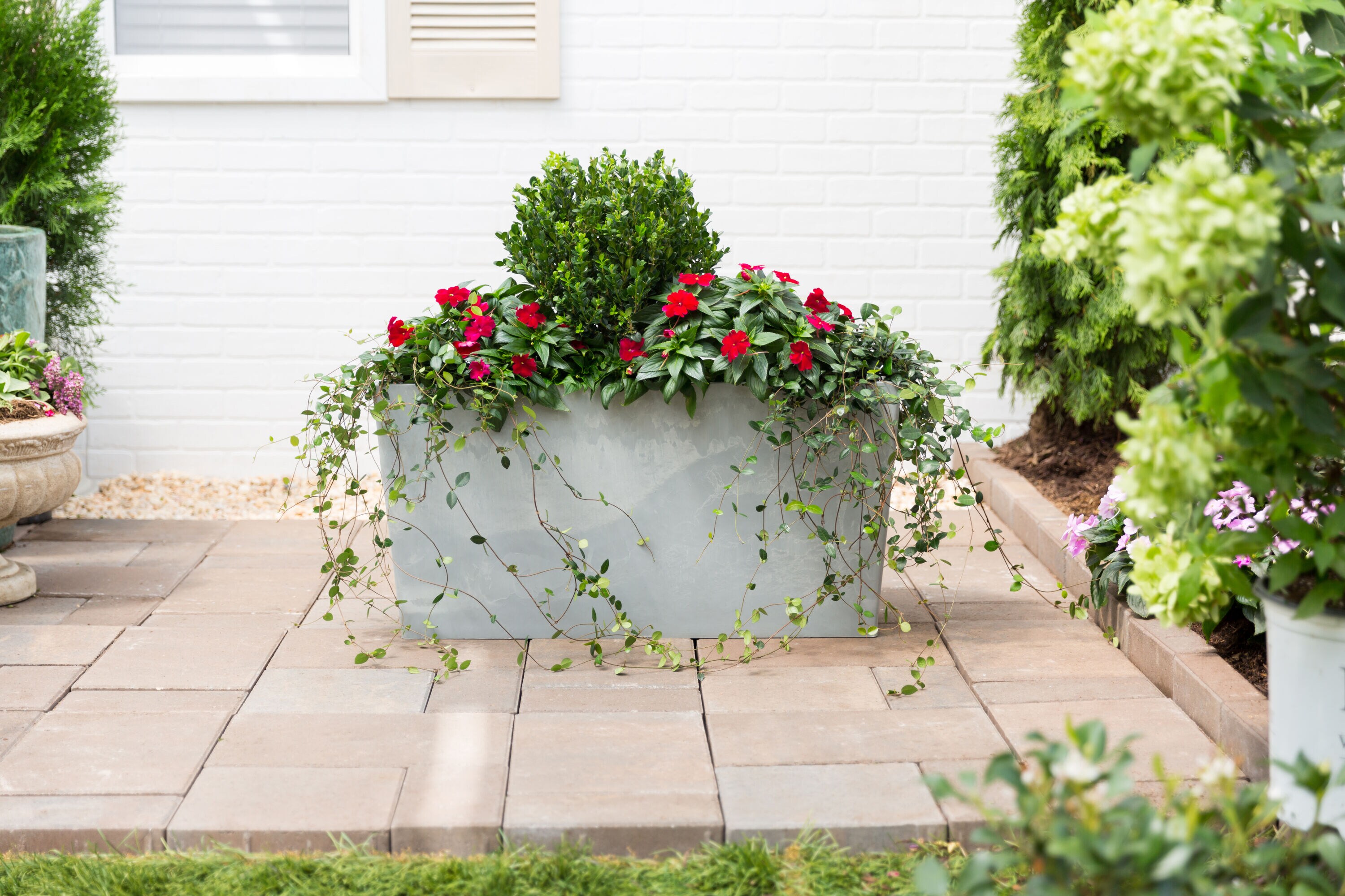 Monrovia 214203 annuals - View #11