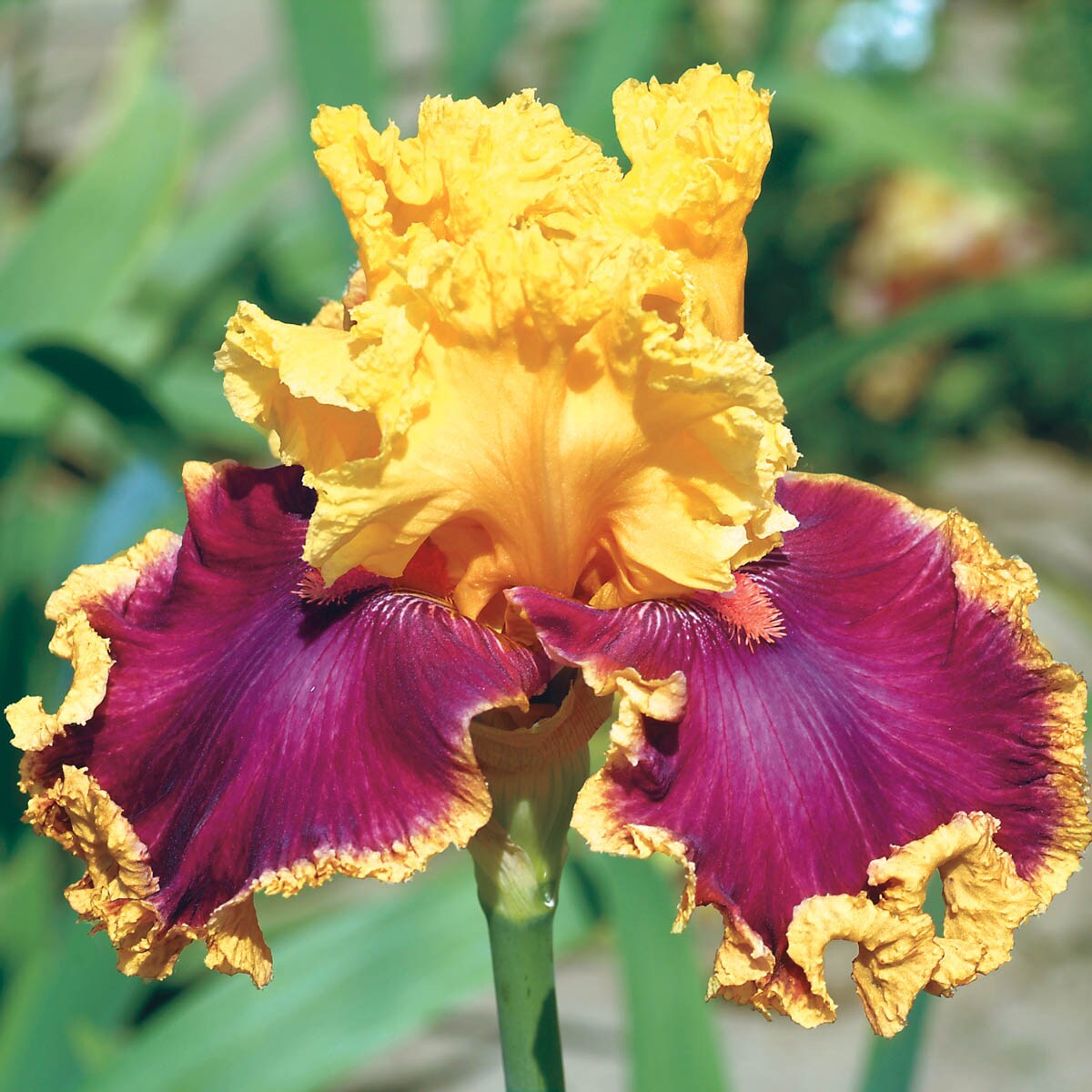 Spring Hill Nurseries 09125 Multicolor Decadence Bearded Iris Perennial Plant in 1-Pack Bareroot