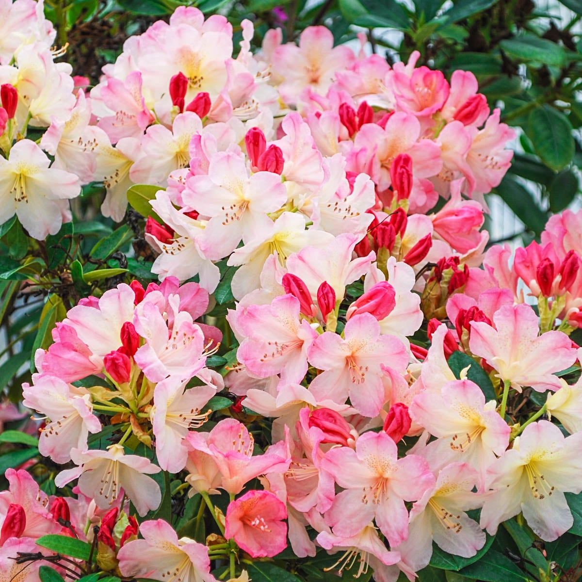 Flowering Percy Wiseman Rhododendron Shrubs at Lowes.com