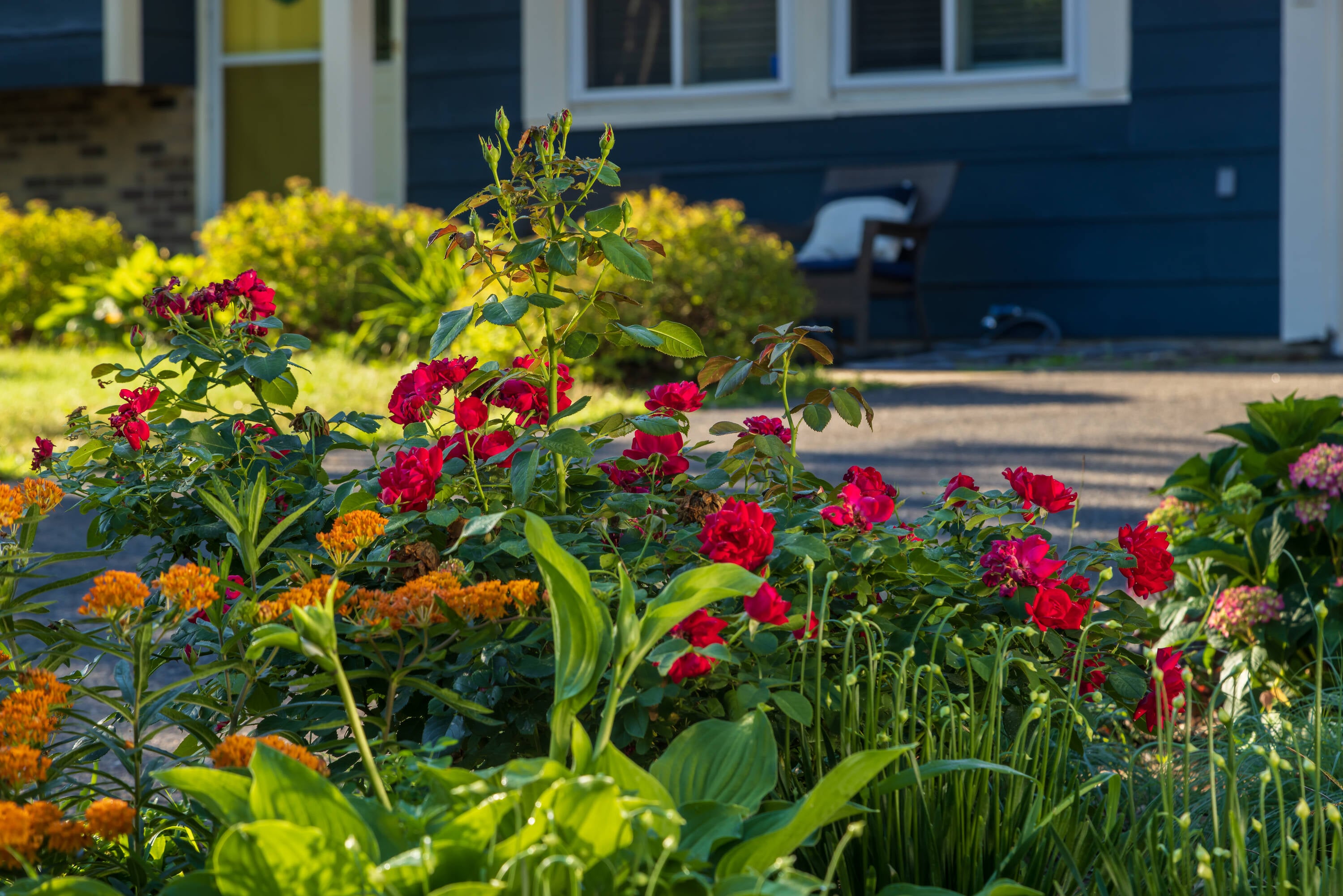 Lowe's NURSERY roses - View #10