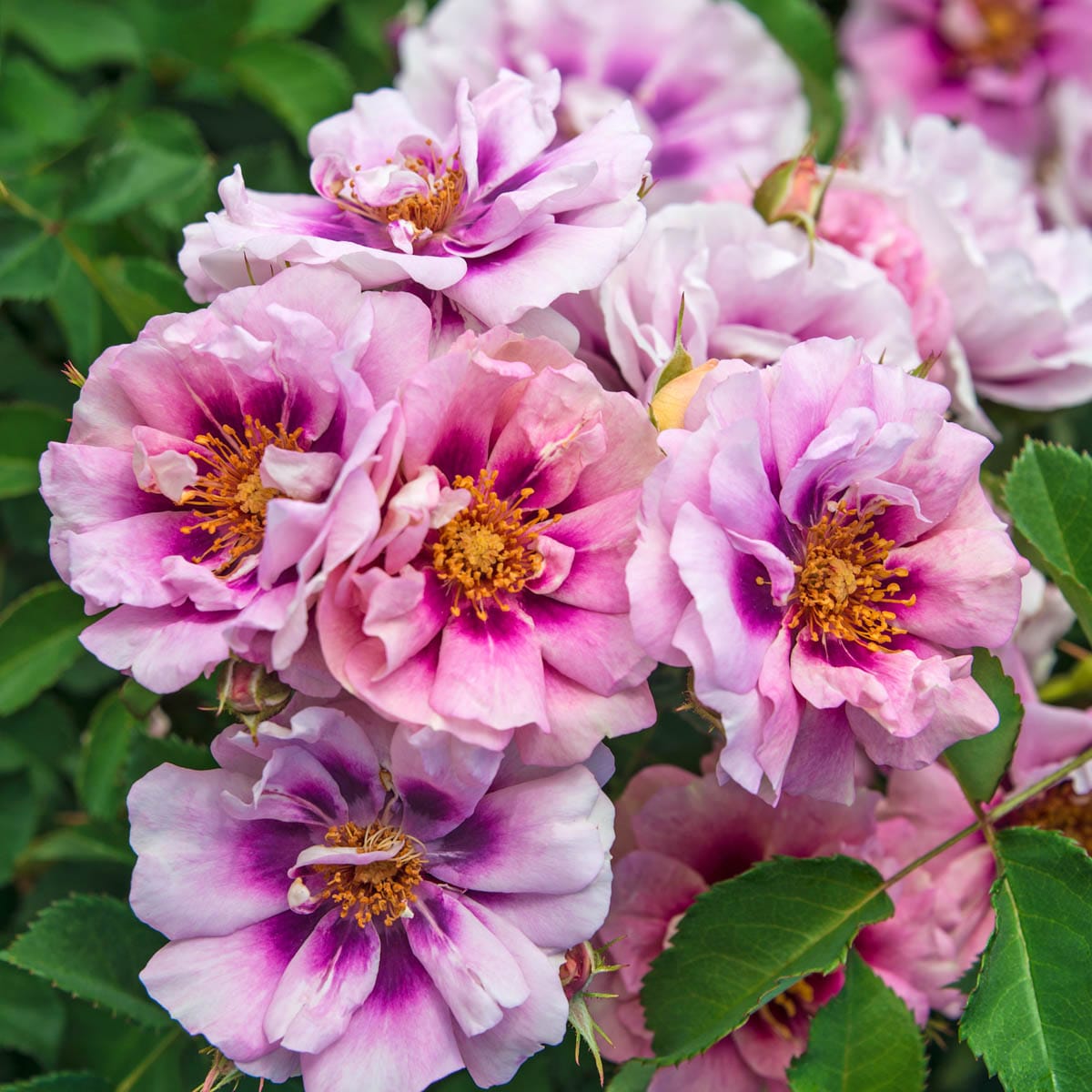 Spring Hill Nurseries 86295 Pink Flowering Easy on the Eyes Shrub Rose 1 -Pack 1 -Pack in Bare root