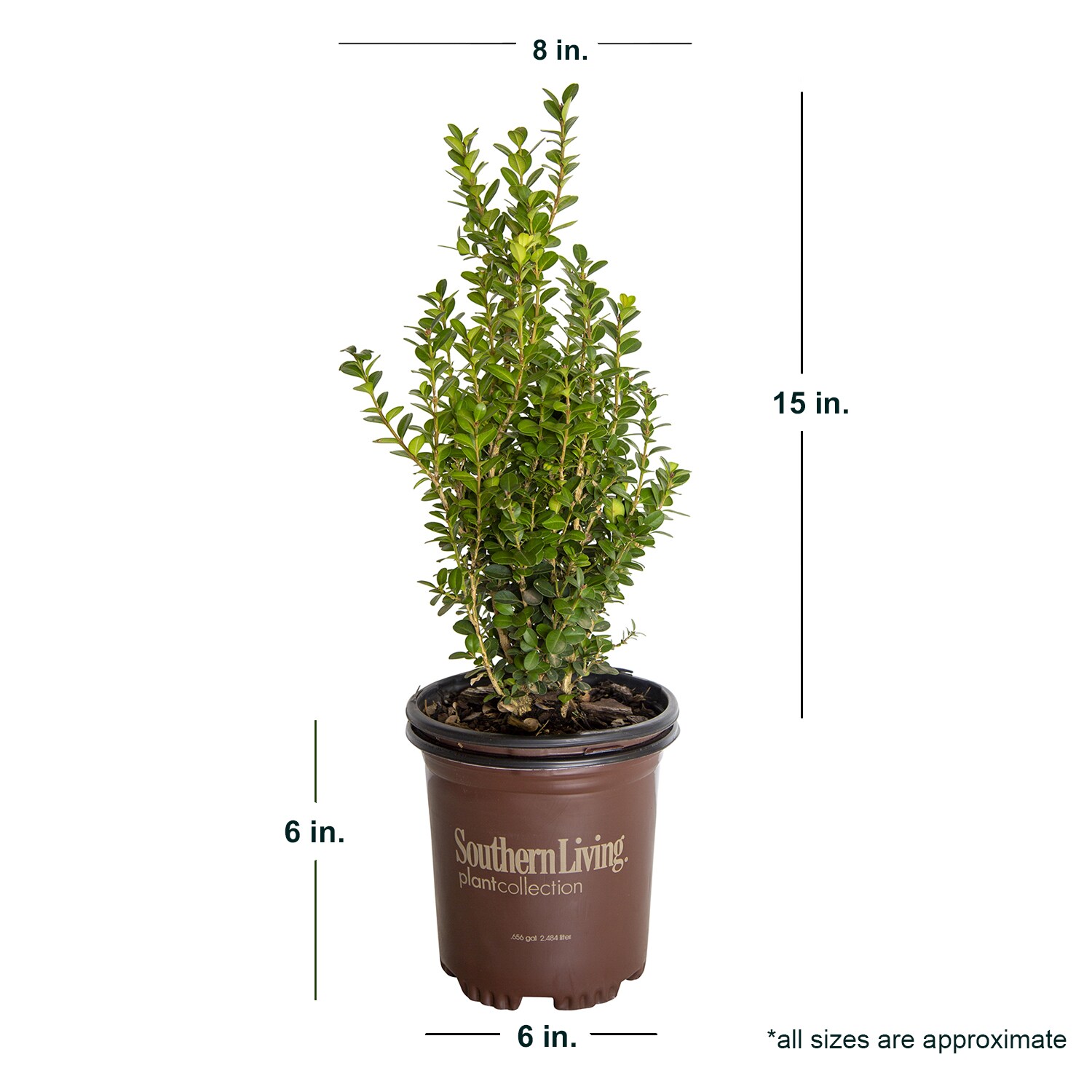 Southern Living Plant Collection 0619Q-1 shrubs - View #4