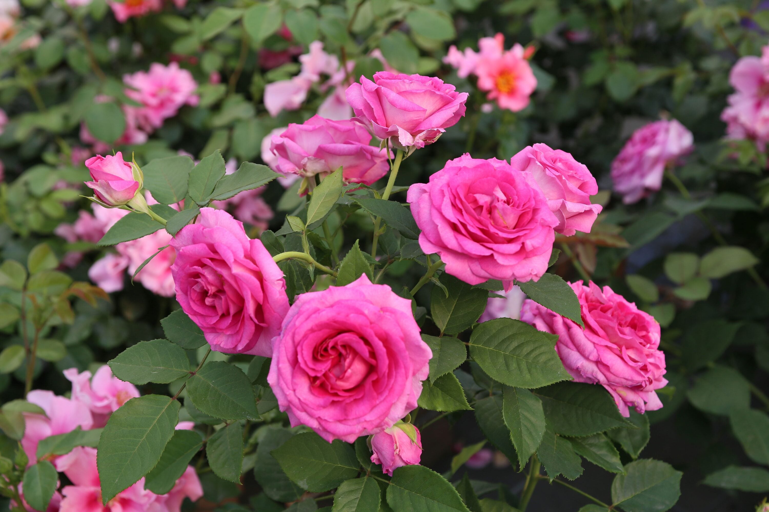 National Plant Network LW1413 roses - View #3