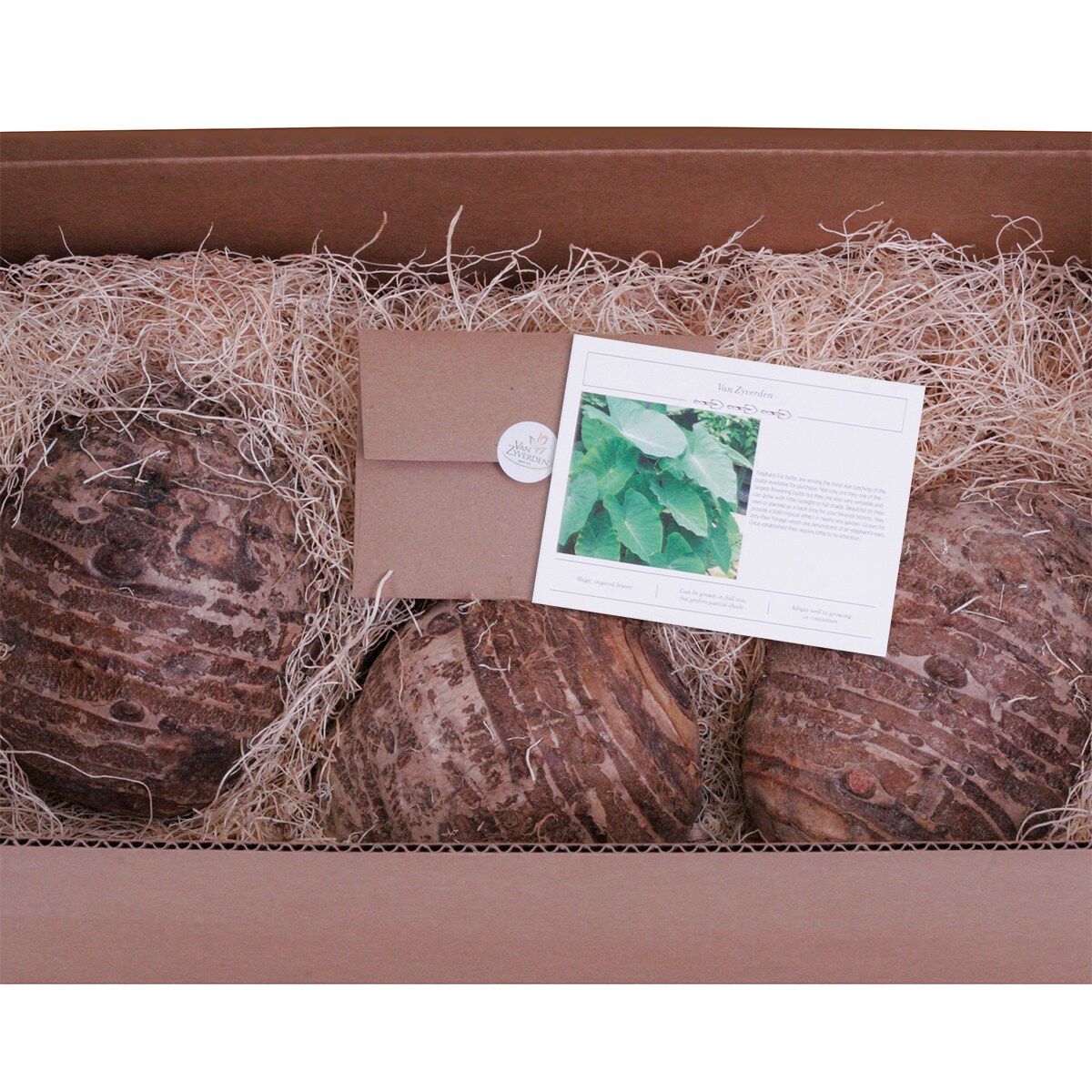 Van Zyverden 83598 Plant-Bulbs - View #4