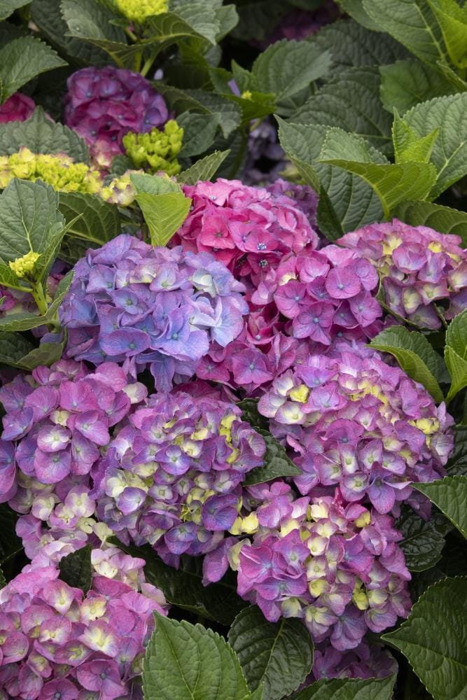 Seaside Serenade Newport Hydrangea Plants Bulbs Seeds At Lowes Com   13969691 