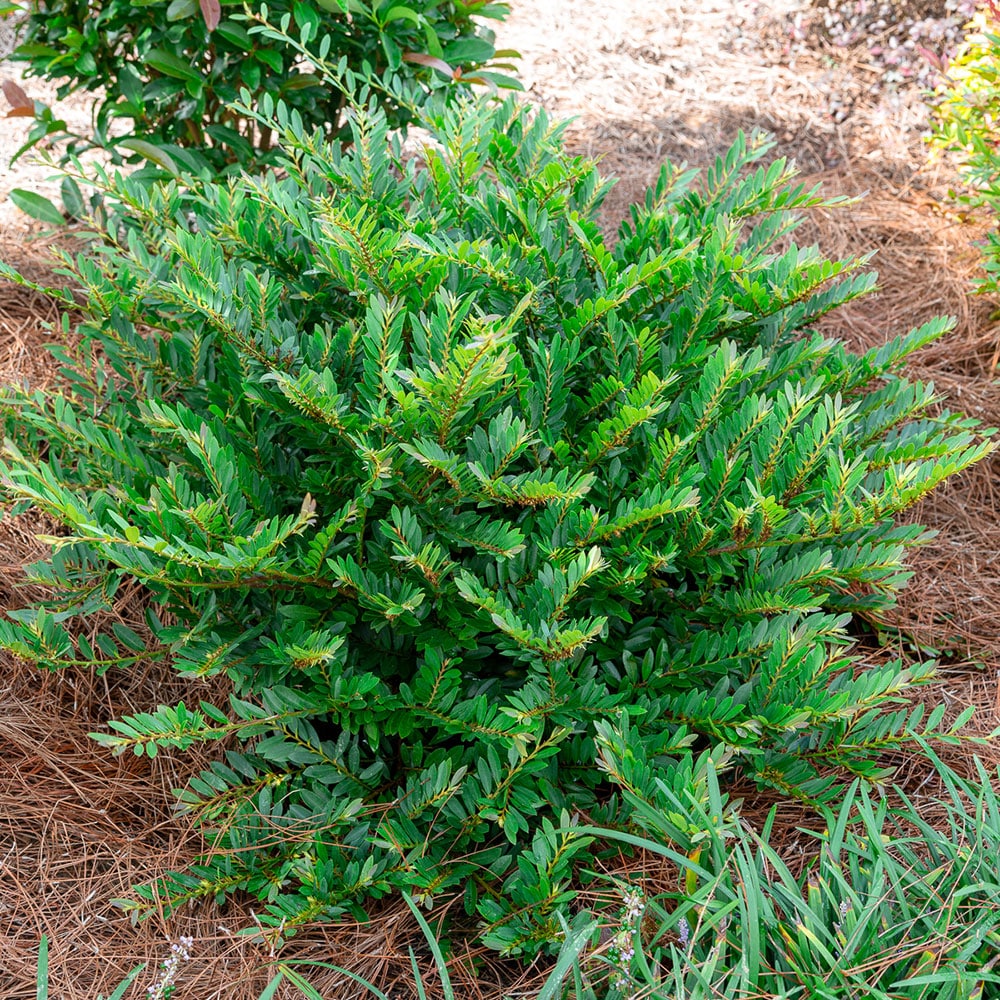 Southern Living Plant Collection 90612SL-1 shrubs - View #5