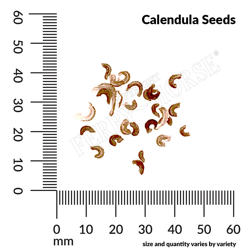 Ferry-Morse LC25.5313 seeds - View #4