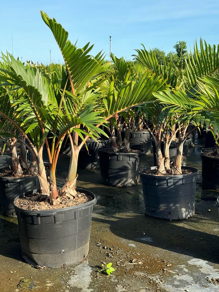 Lowe's NURSERY Bottle Palm Plant in 25 -Gallon Pot 3 -Pack