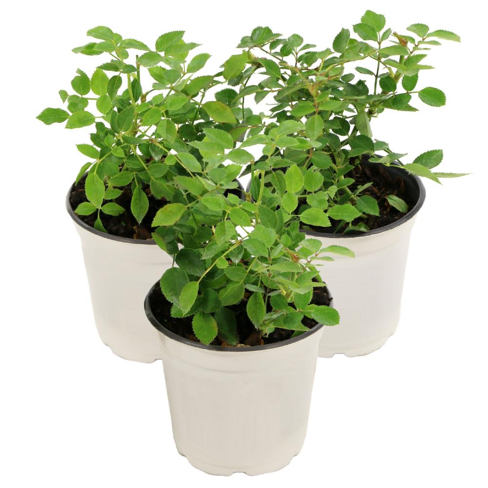 National Plant Network LW1330 Yellow Sunblaze Miniature Rose Yellow 3 -Pack Pot
