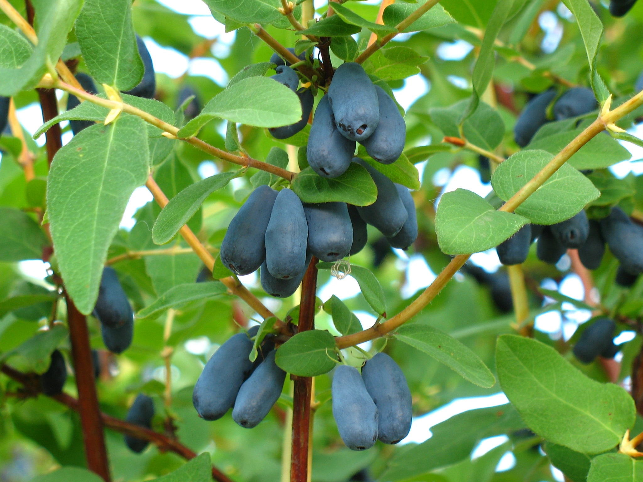 Windmill CF-1750-SPL Fruit-Plants - View #2