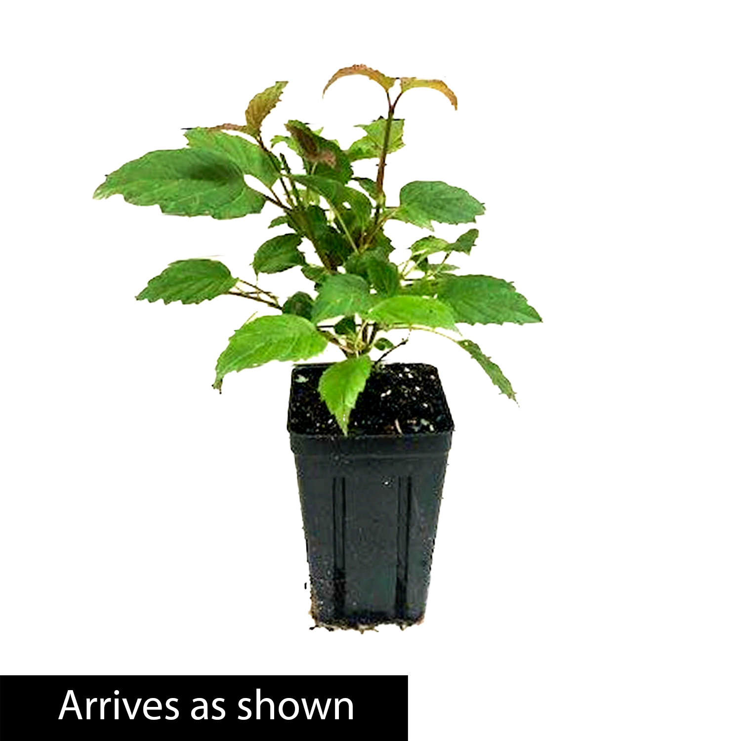 Gurney's Seed and Nursery 90227 shrubs - View #4