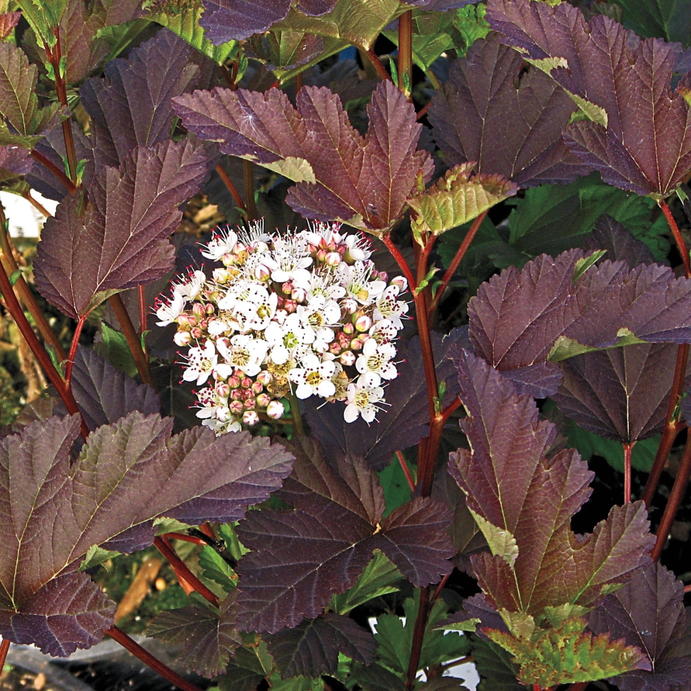 Spring Hill Nurseries Pink Diablo Ninebark Flowering Shrub In 2.5-quart 