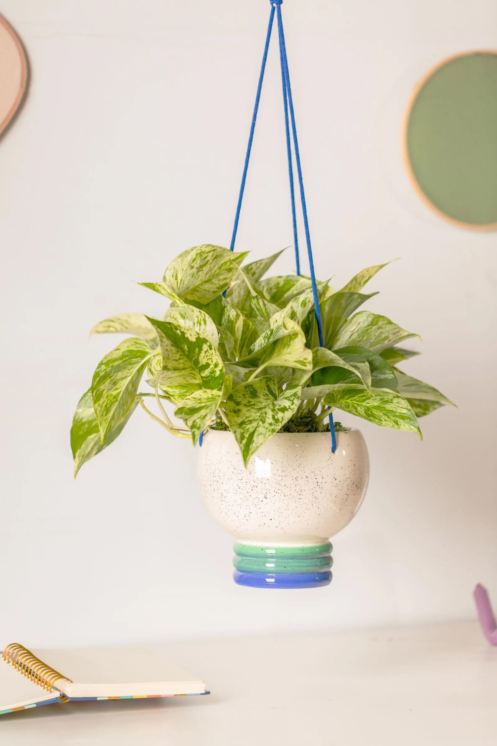 Marble Queen Pothos Plant in 6 in. Hanging Basket (2-Pack)