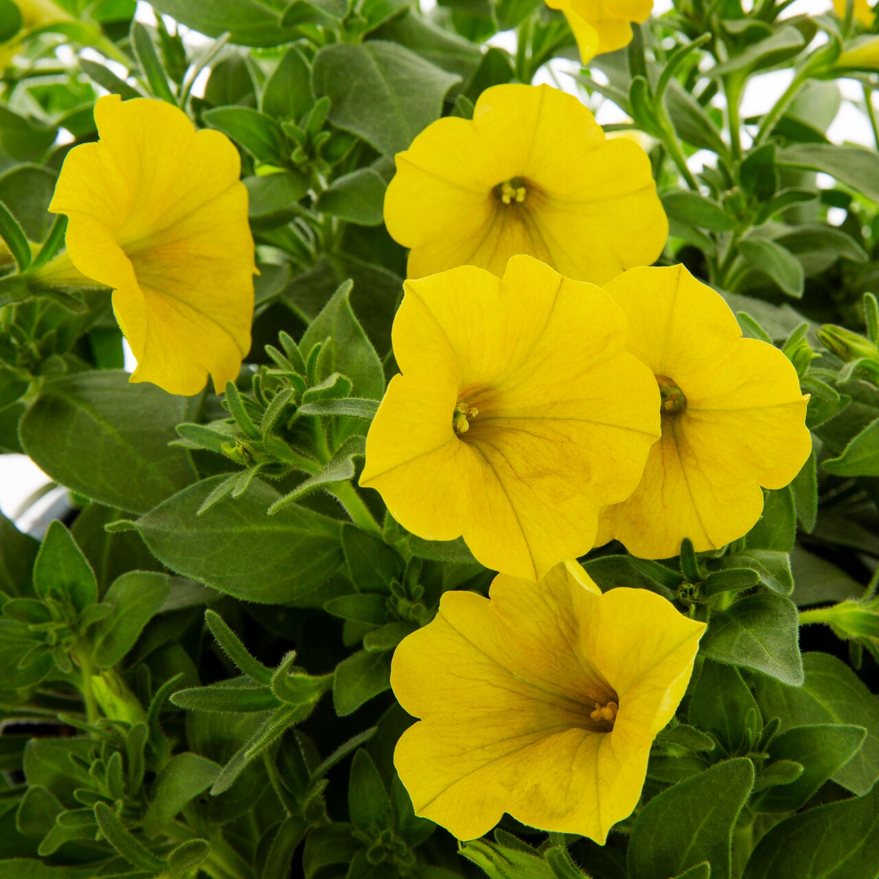 Metrolina Greenhouses Yellow Supercal in 1.5-Gallon Hanging Basket in ...