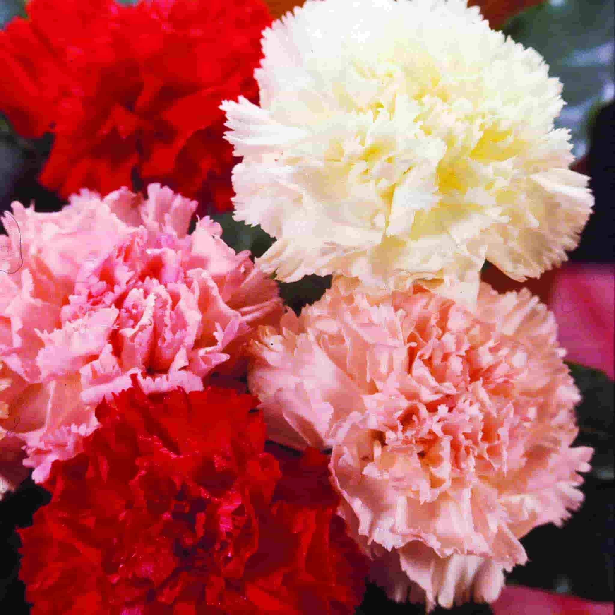 Ferry-Morse LC25.2256 seeds - View #3