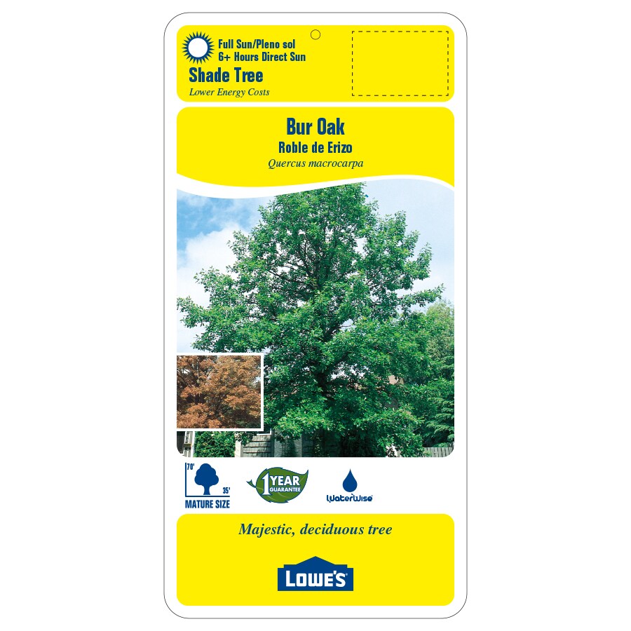 Lowe's NURSERY trees - View #2