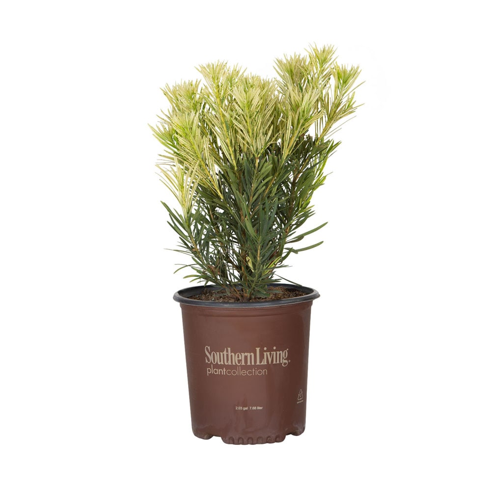 Southern Living Plant Collection 48422-1 Roman Candle Podocarpus Screening Shrub in 2 -Gallon Pot 1 -Pack