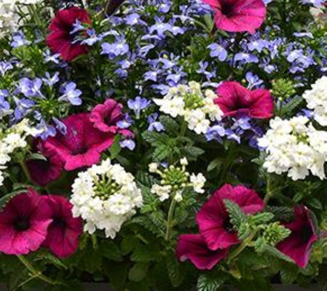 Lowe's NURSERY annuals - View #3