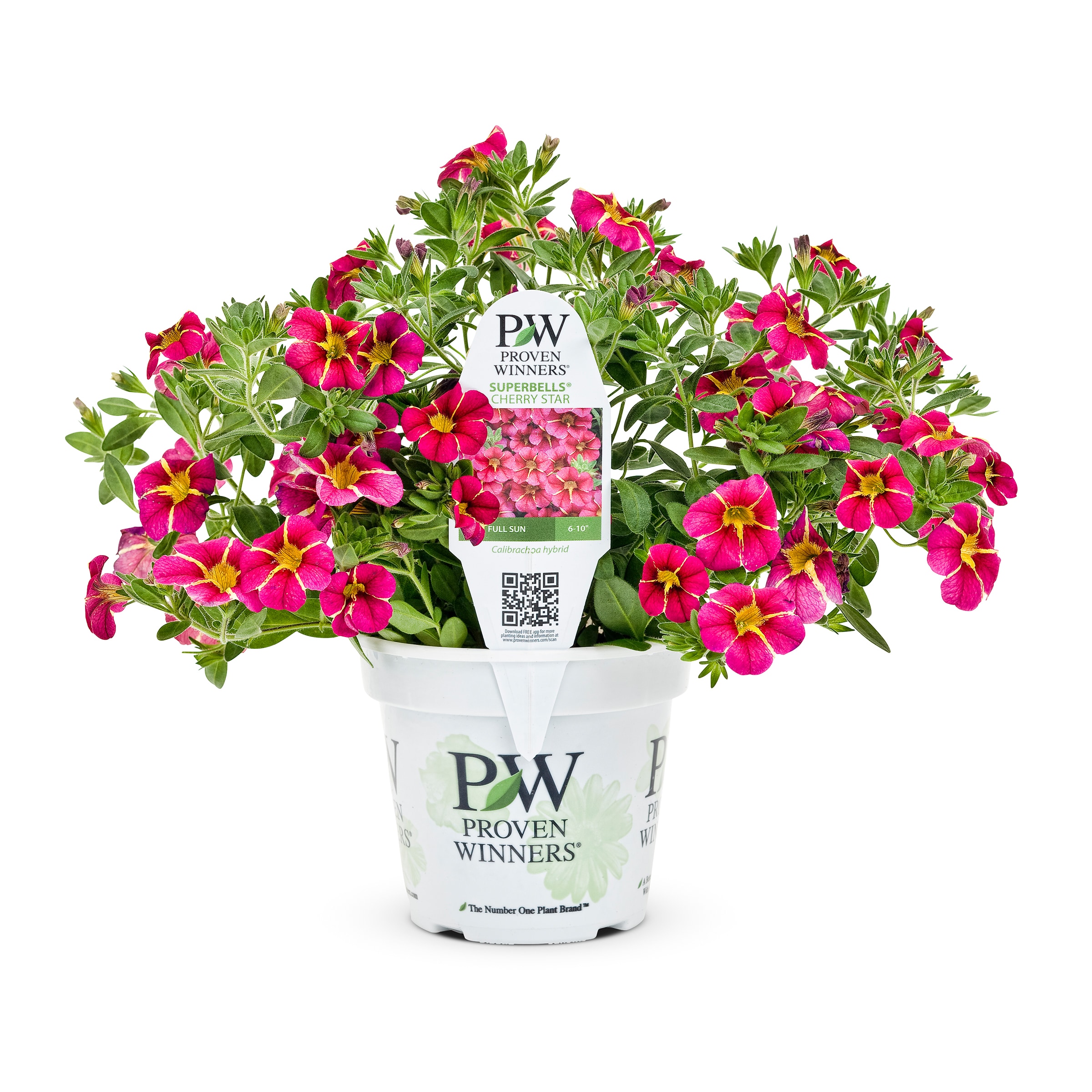 Lowe's Red Superbells Cherry Star Calibrachoa in 1.56-Pint Pot in the ...