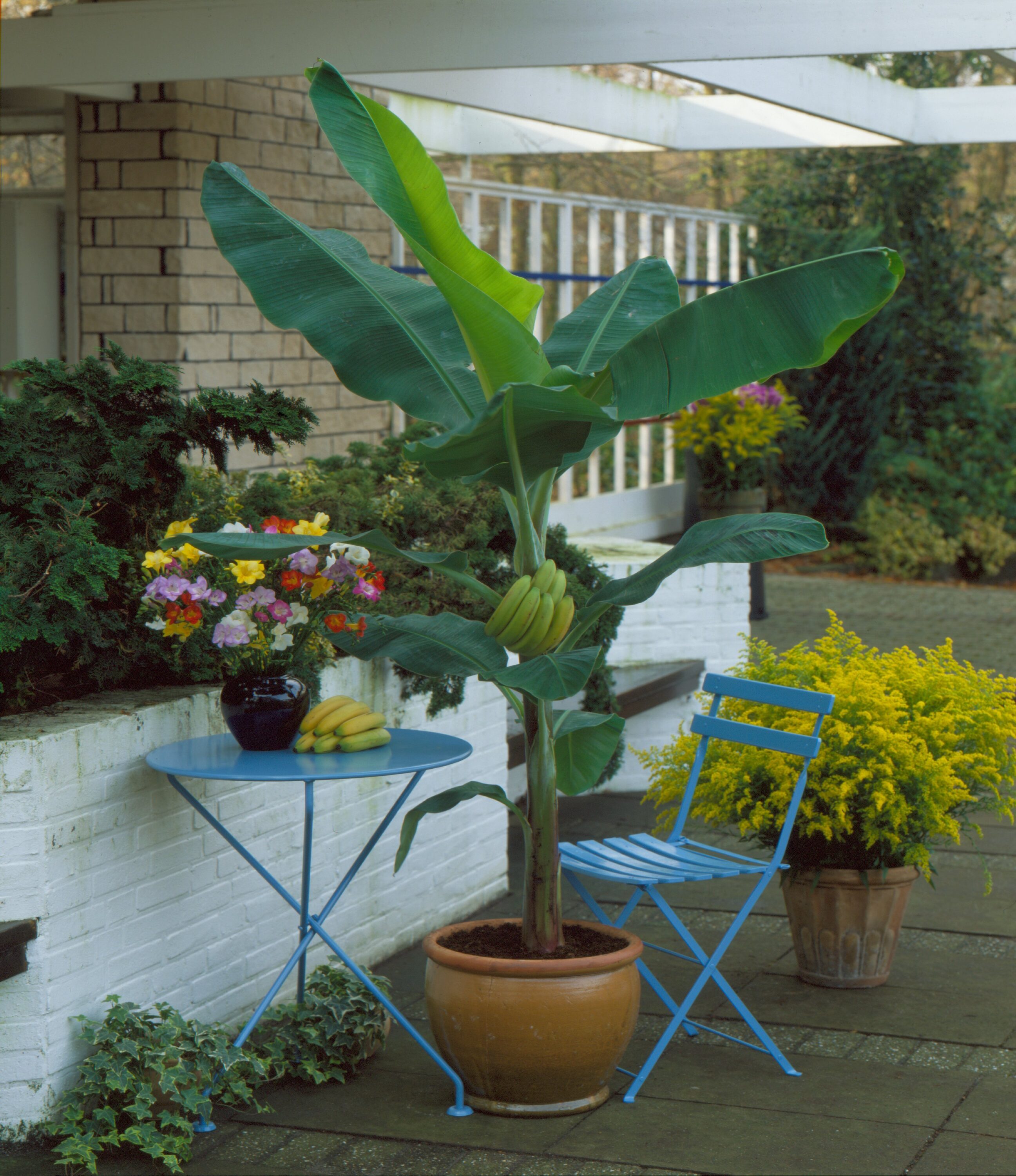 National Plant Network LW1229 hseplants - View #4
