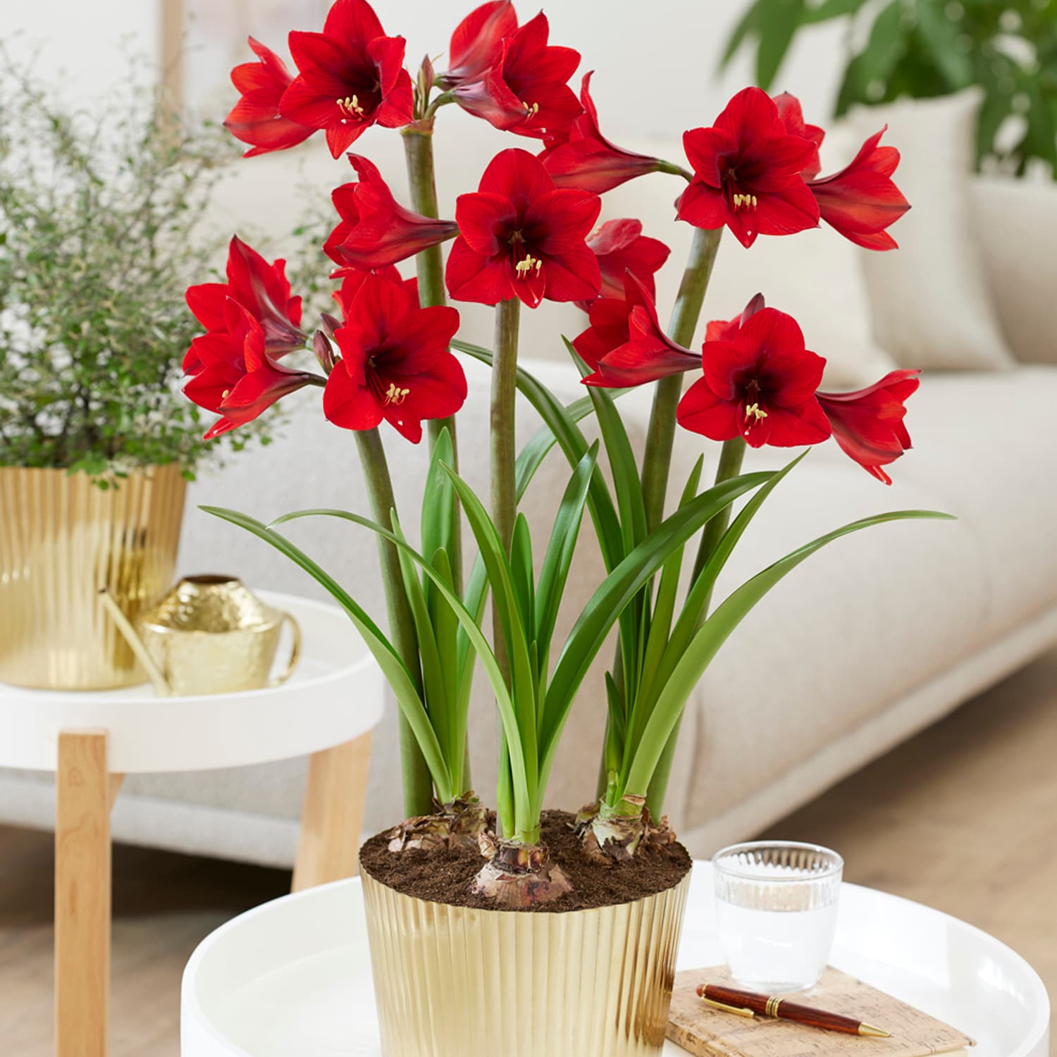 Amaryllis Kit Rapido With Fluted Iron Faux Brass Finish Bulb Planter ...