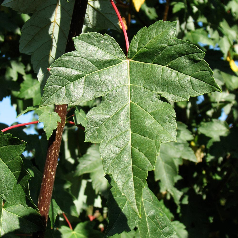 Brighter Blooms 12129 trees - View #3