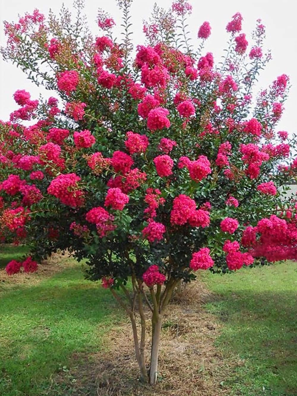 Southern Planters CRMTON01G trees - View #3