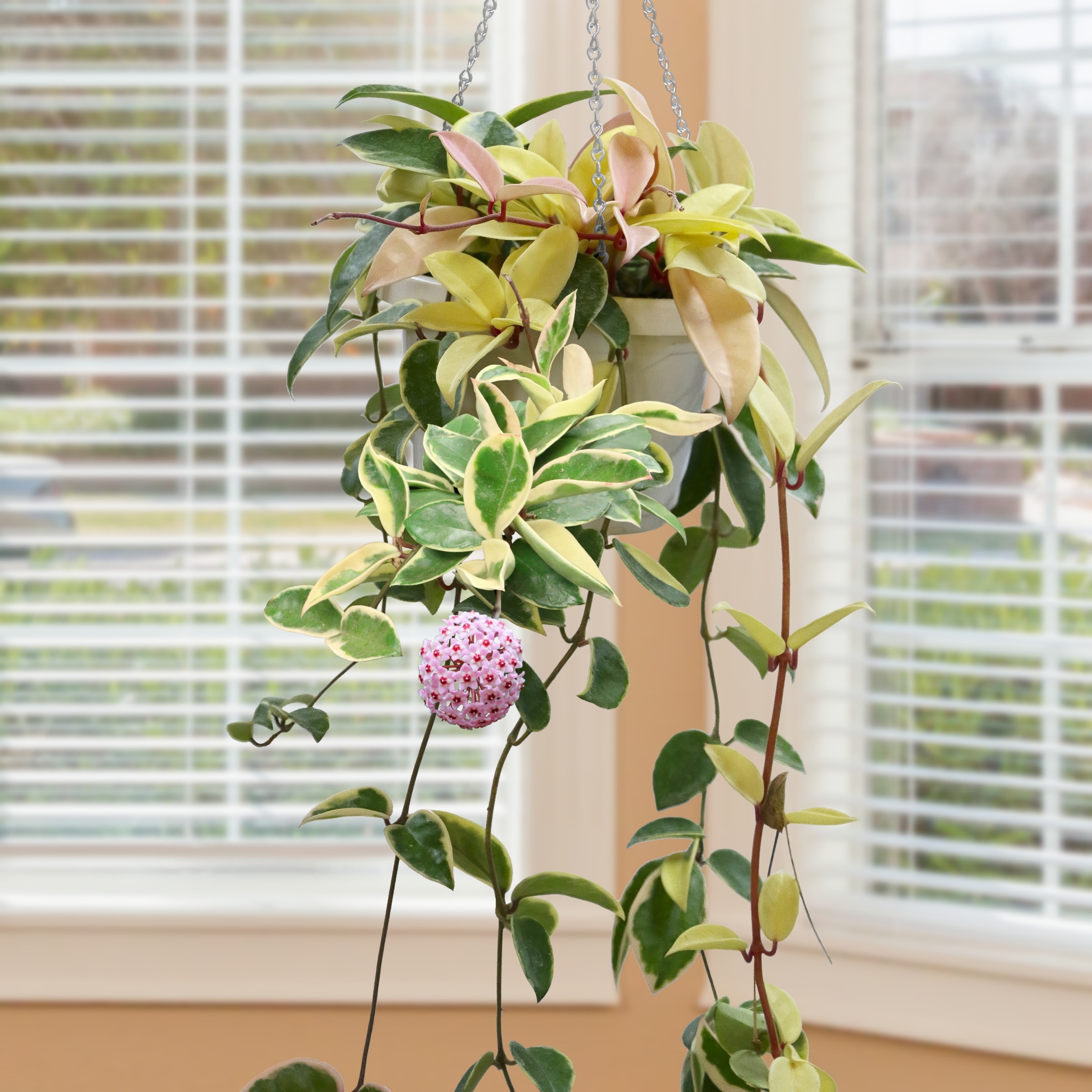 5.5'' Hoya Carnosa Krimson Queen Plant in Grower Container