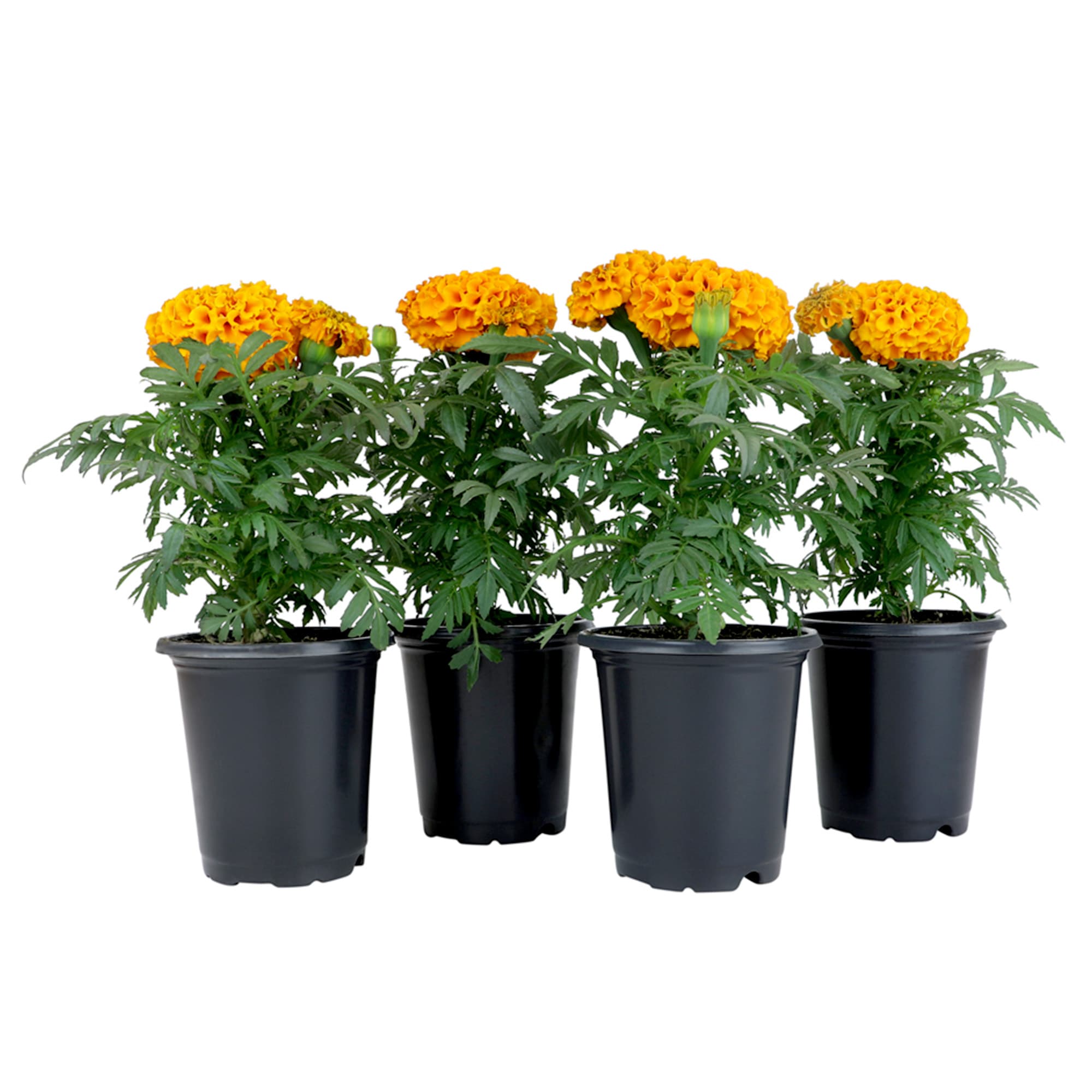 Altman Plants 0881212 annuals - View #9