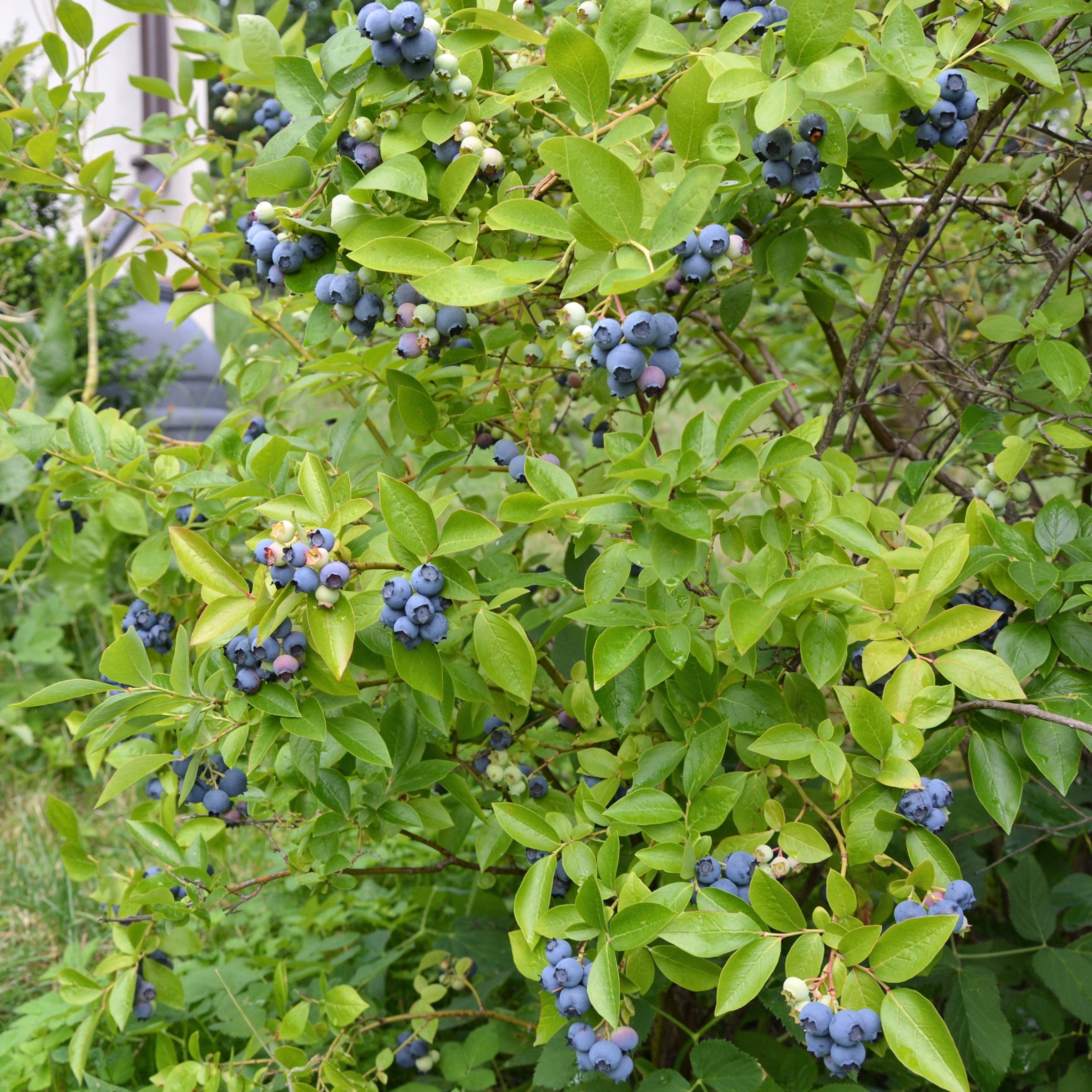 National Plant Network LW1887 shrubs - View #5